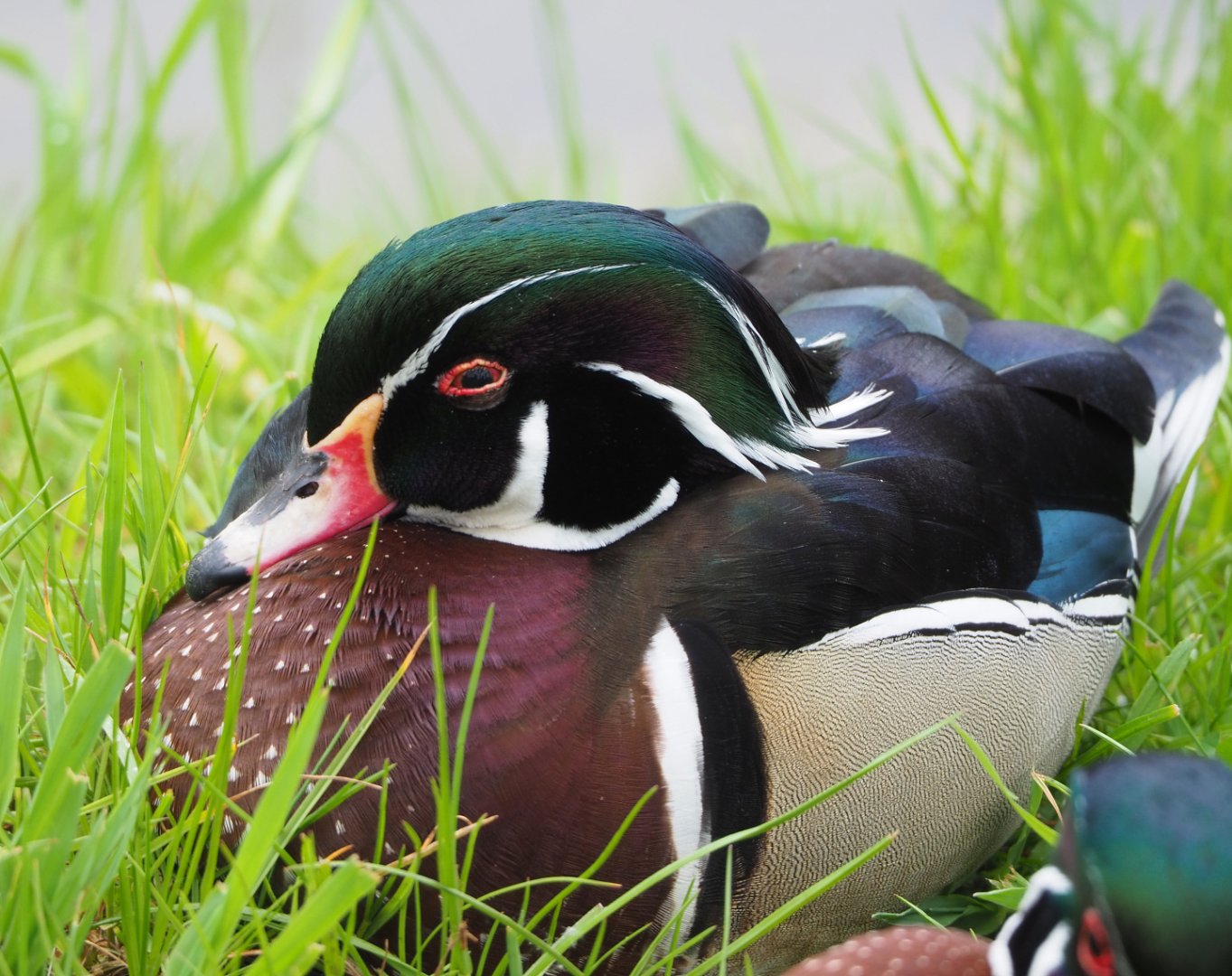 North American wood duck drake (Aix sponsa), 2022-05-17