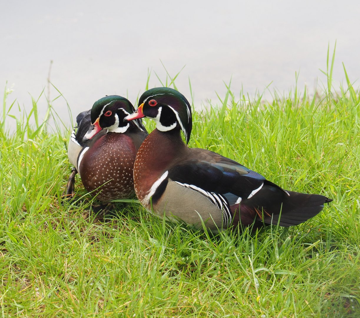 North American wood duck drakes (Aix sponsa), 2022-05-17