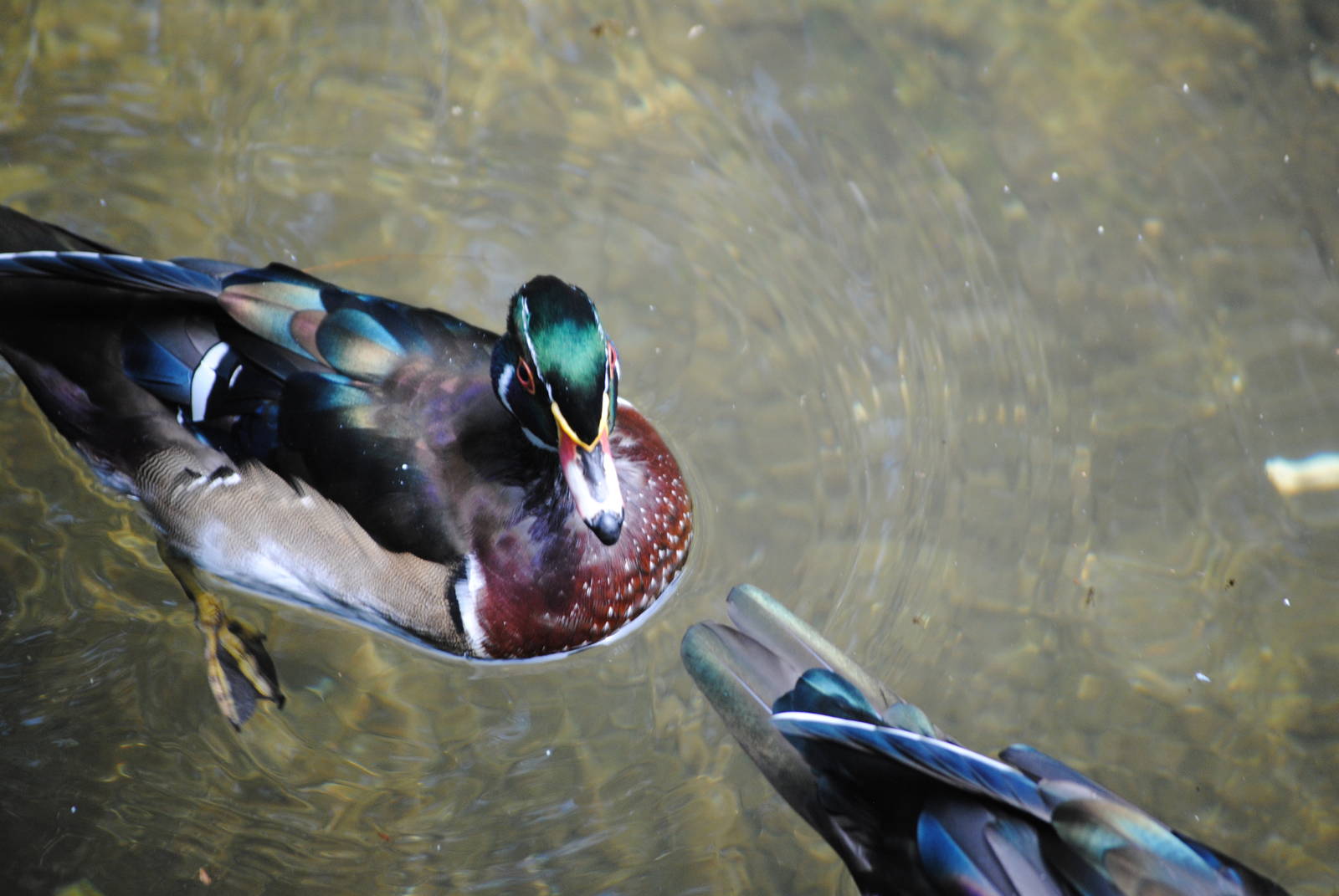 North American Wood Duck