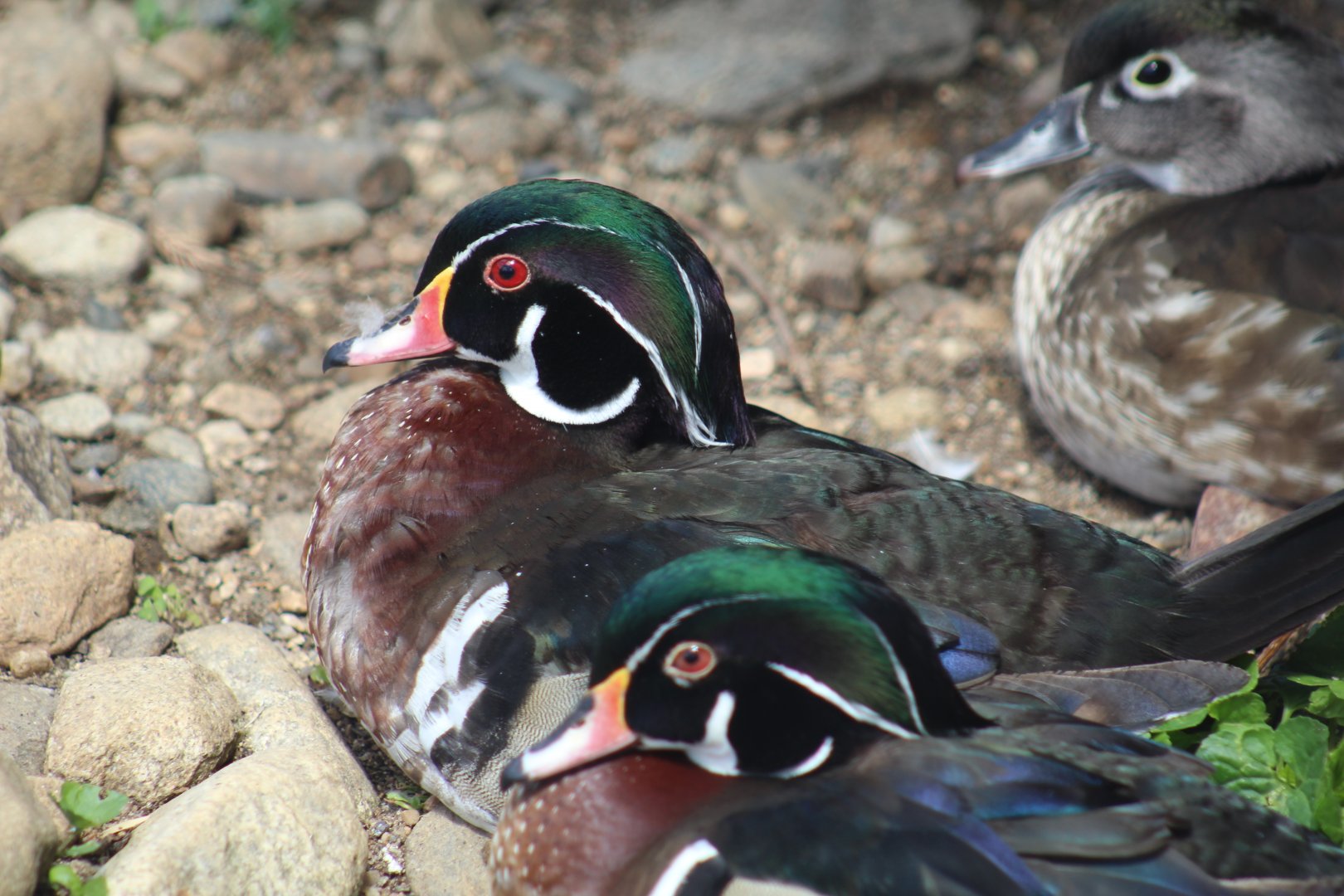 North American Wood Duck