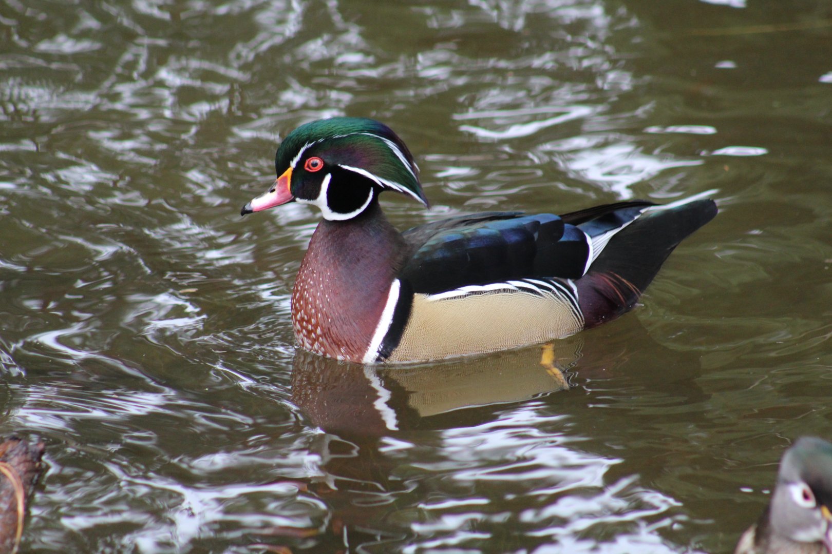 North American Wood Duck