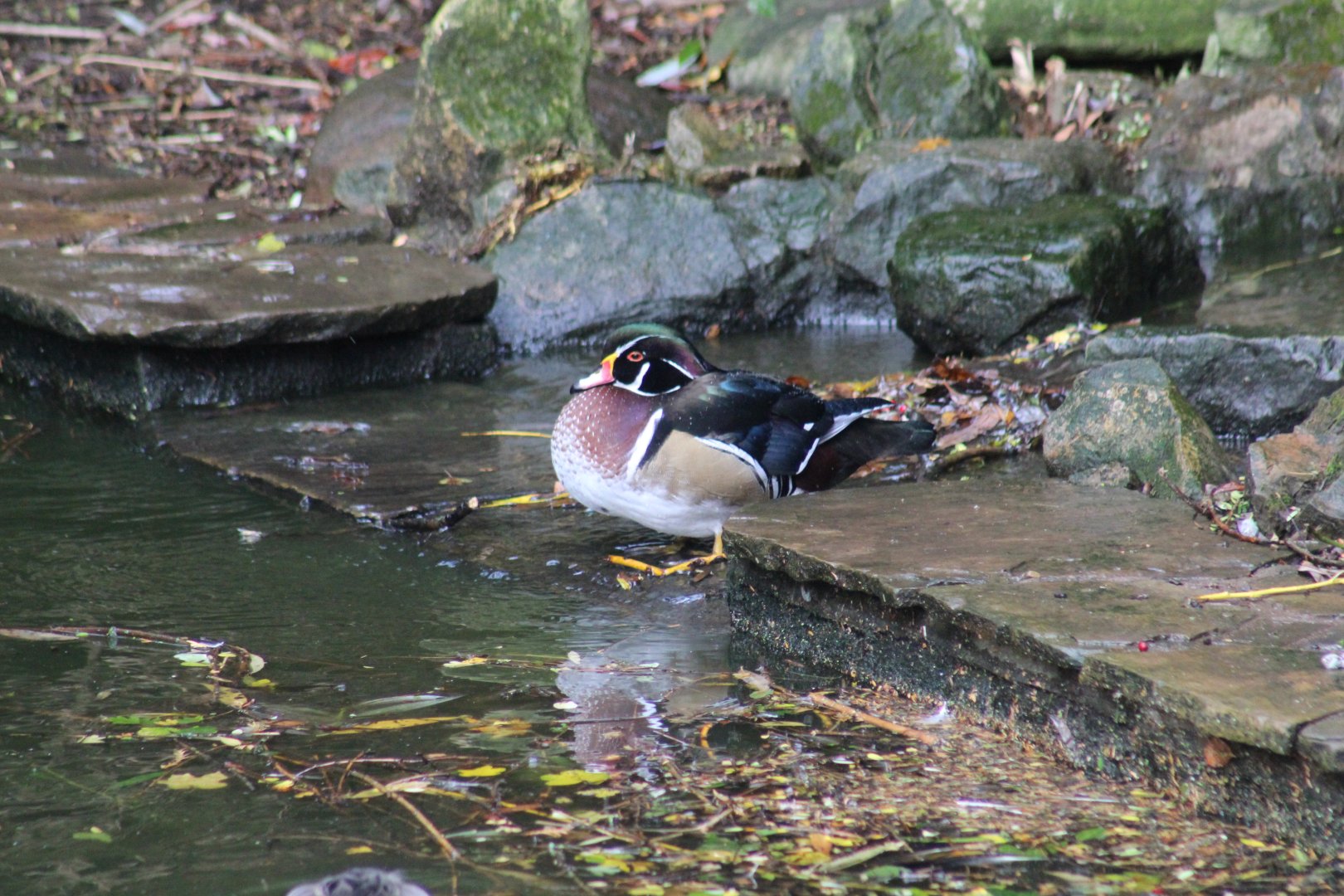 North American Wood Duck