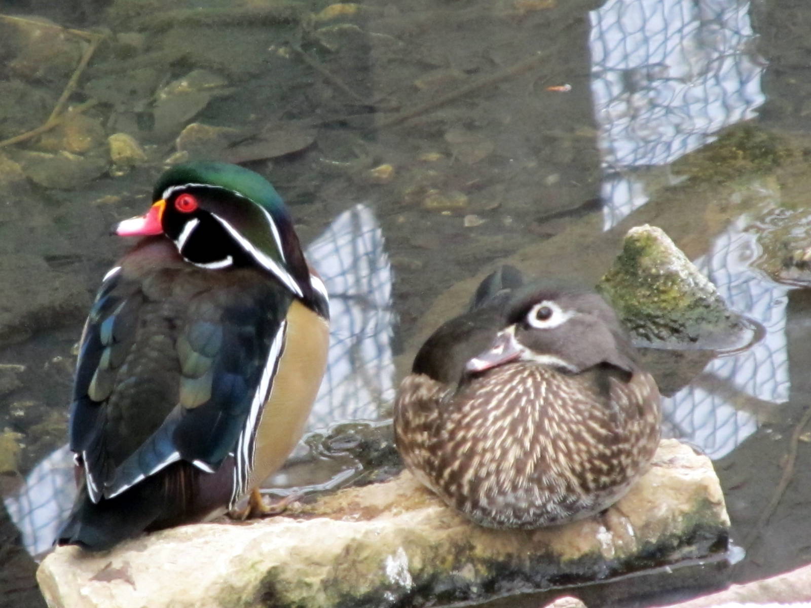 North American Wood Ducks