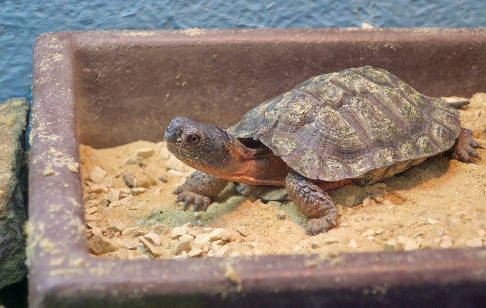 North American Wood Turtle (Glyptemys insculpta) - Cold Spring Harbor Fish Hatchery & Aquarium