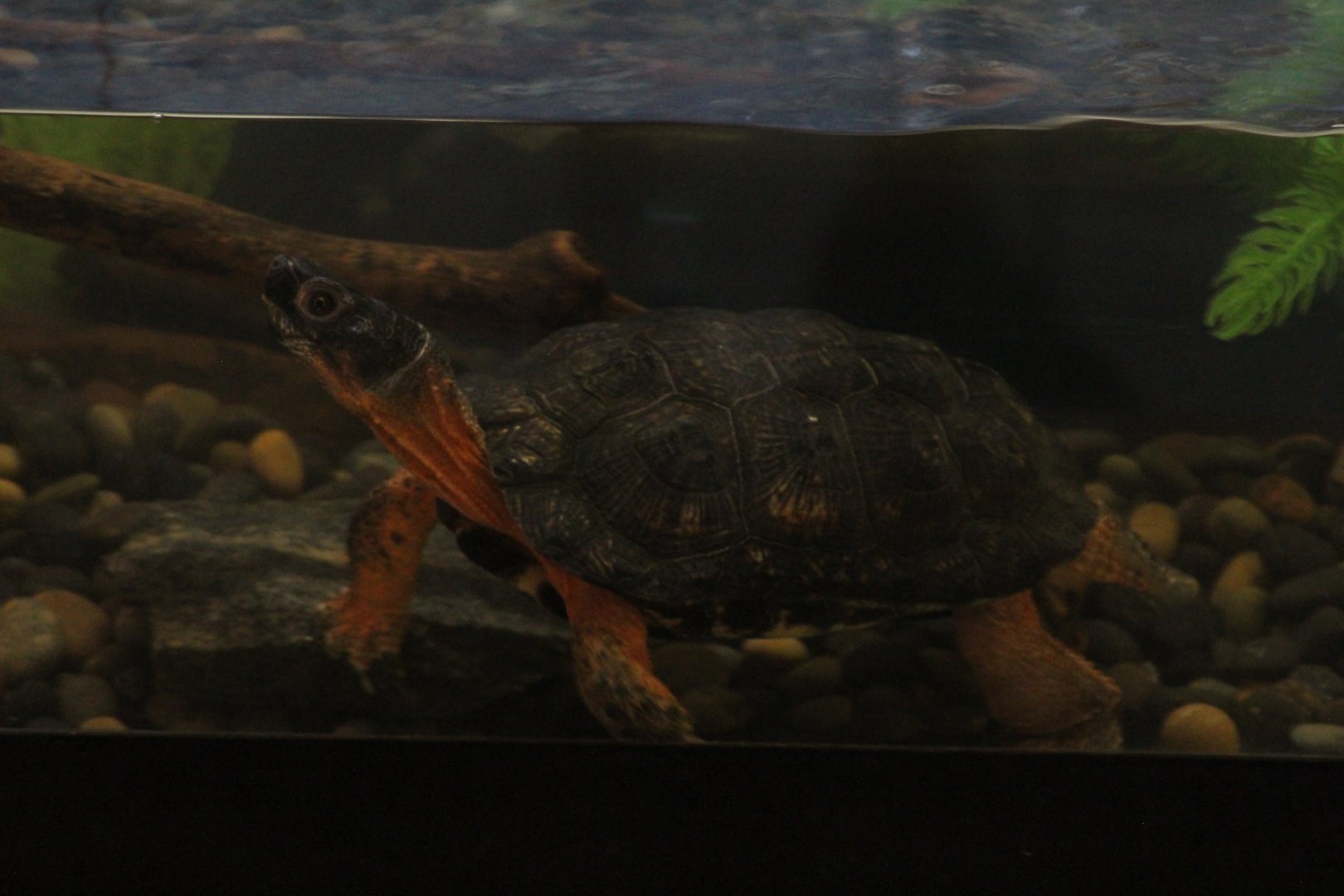 North American Wood Turtle