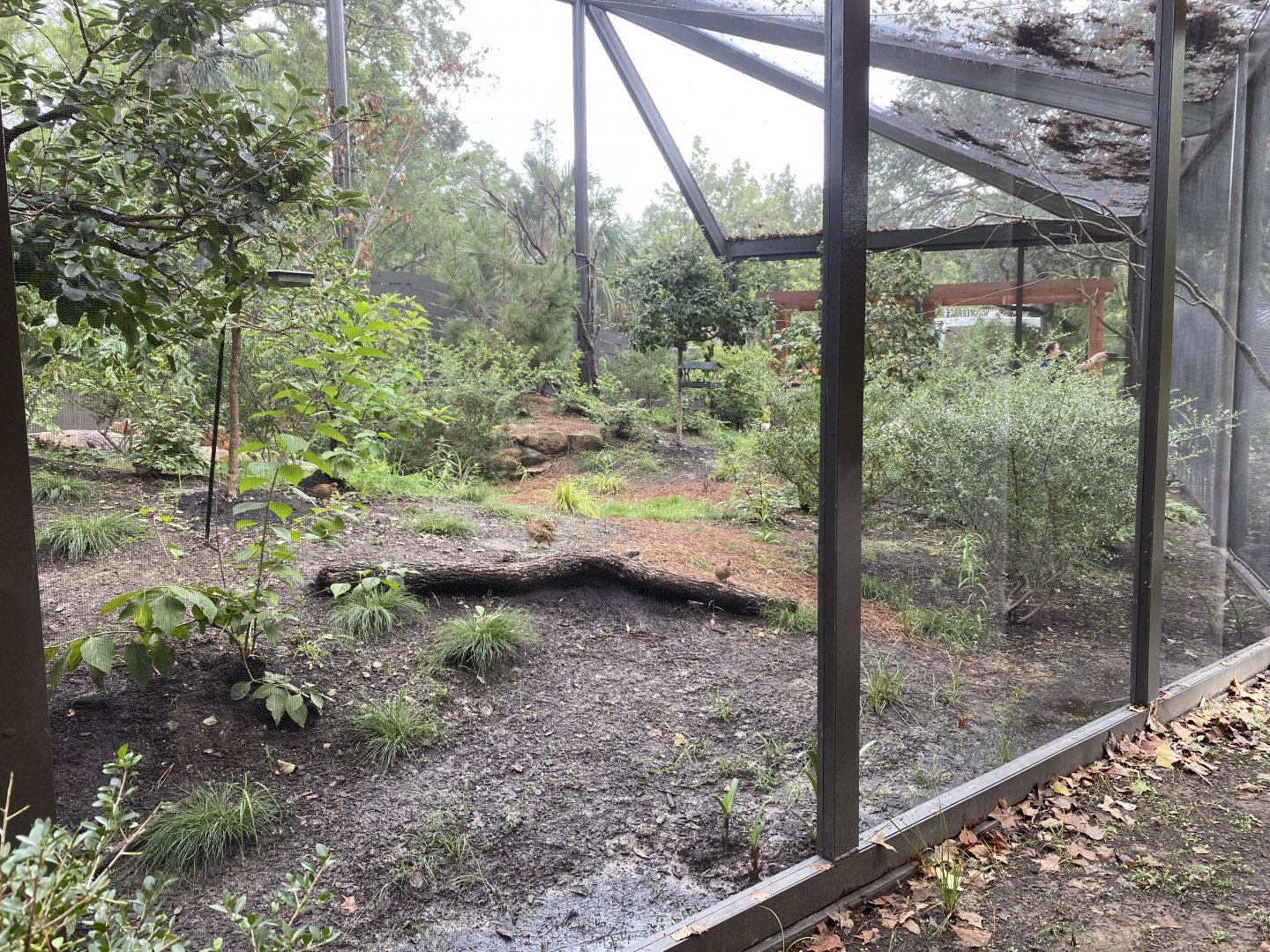 North American Woodlands Aviary