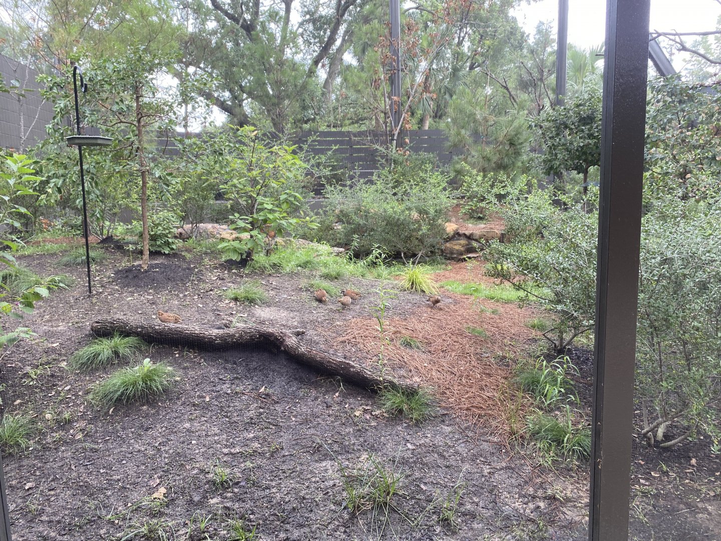 North American Woodlands Aviary