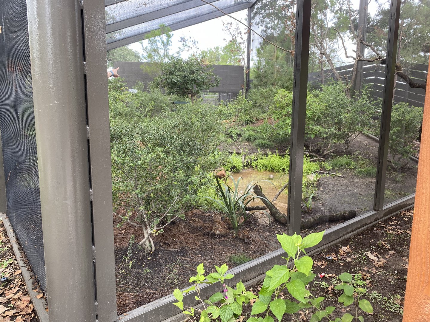 North American Woodlands Aviary