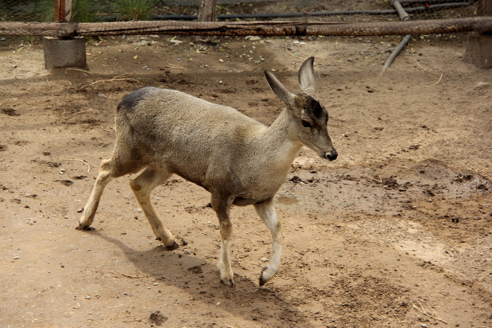 North Andean Deer, Peruvian Huemul or Taruca (Hippocamelus antisensis)