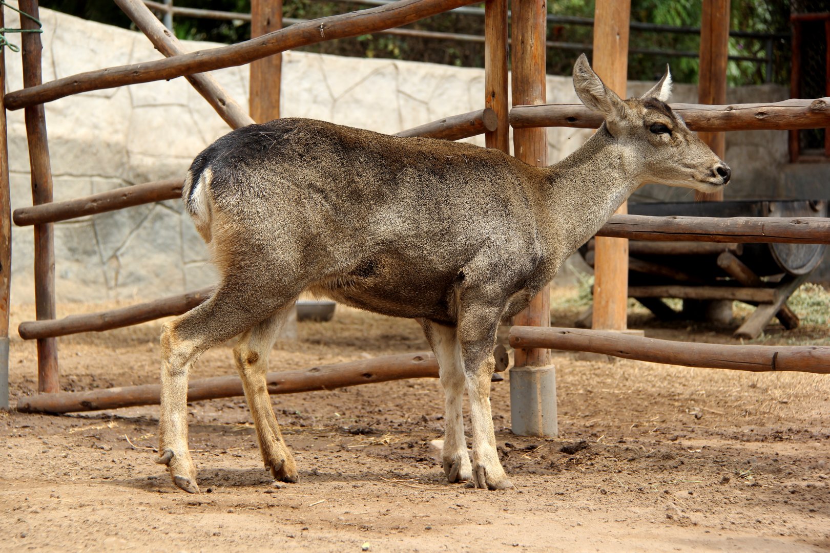 North Andean Deer, Peruvian Huemul or Taruca (Hippocamelus antisensis)
