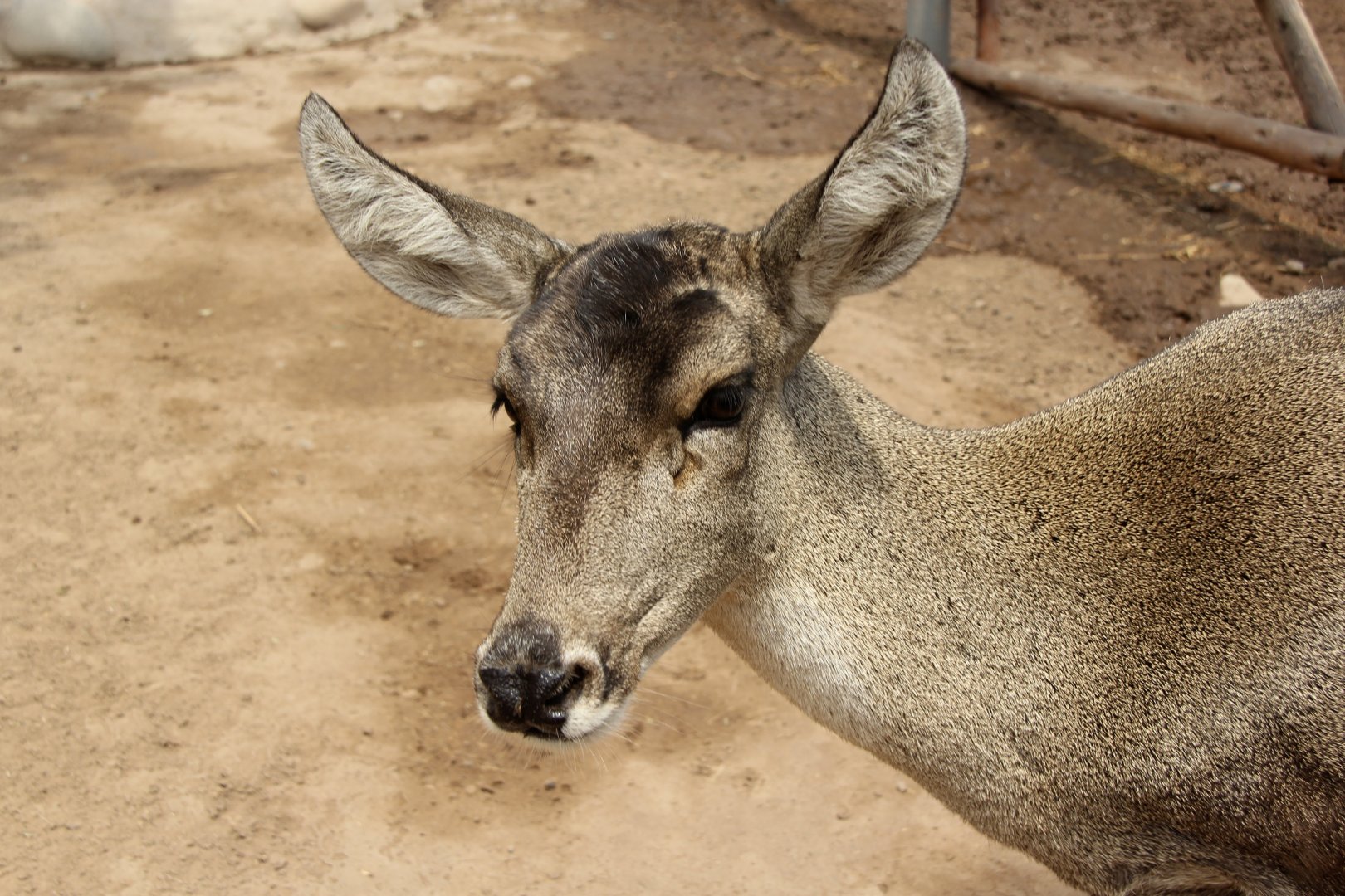 North Andean Deer, Peruvian Huemul or Taruca (Hippocamelus antisensis)