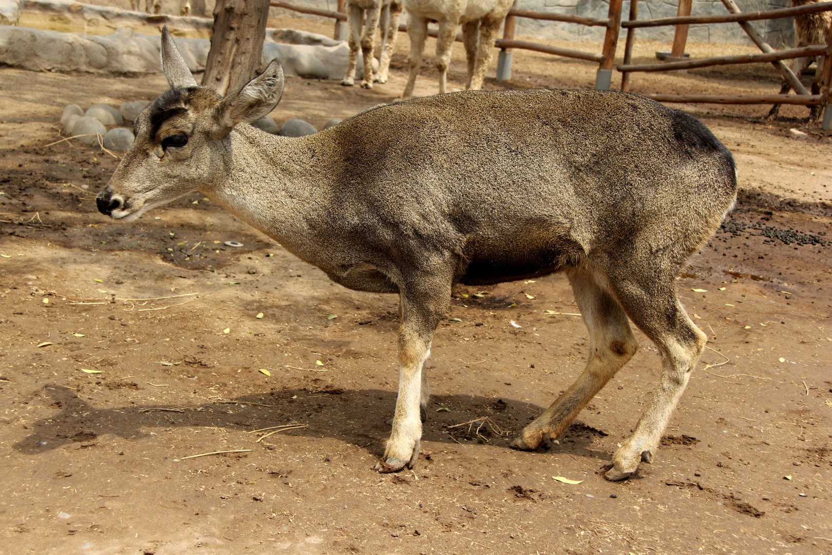 North Andean Deer, Peruvian Huemul or Taruca (Hippocamelus antisensis)