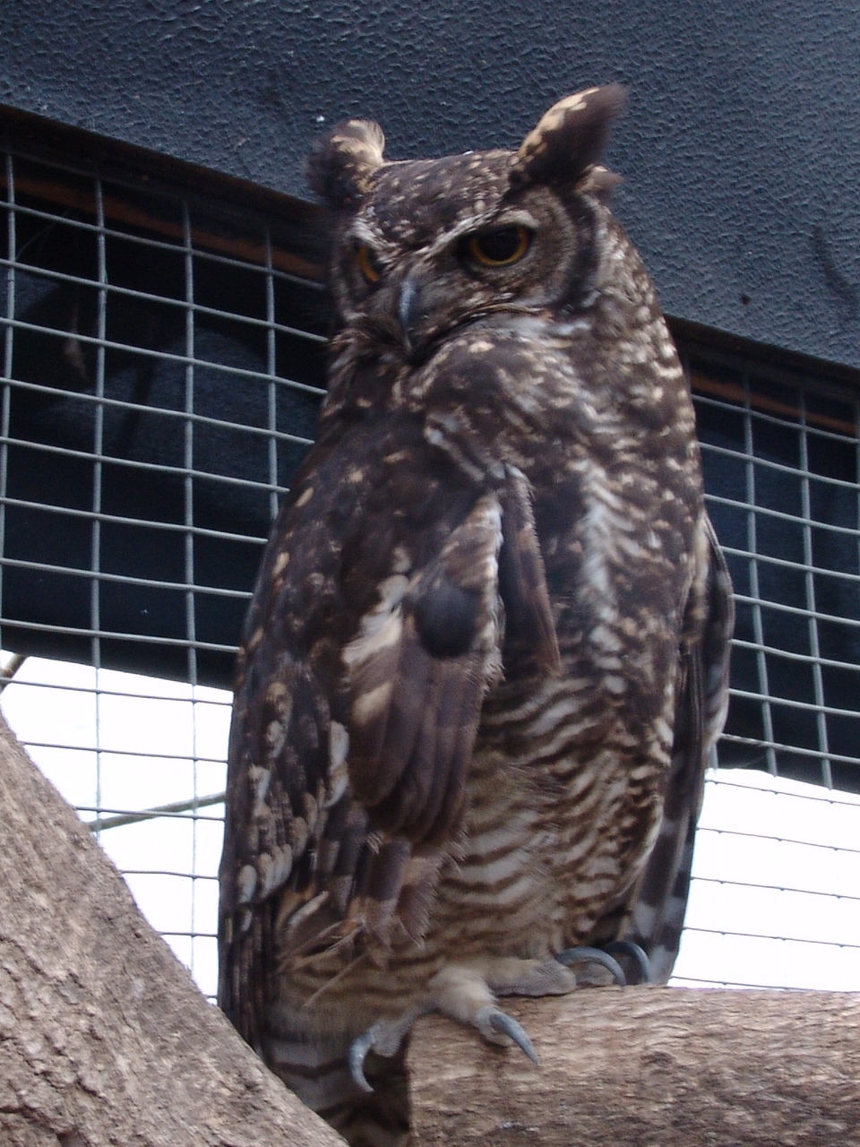 North Andean Great Horned Owl (Bubo virginianus nigrescens)