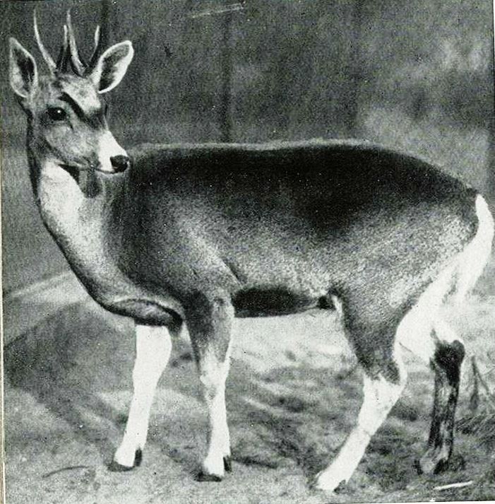North andean huemul (Hippocamelus antisensis) 1935