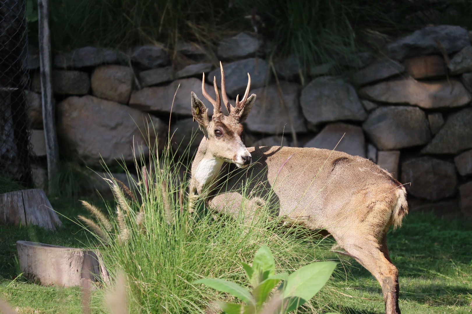 North Andean huemul, May 2016