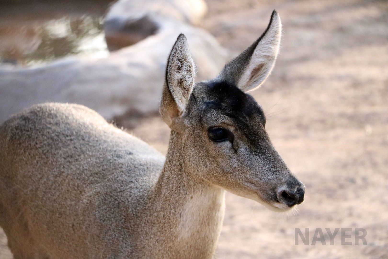 North Andean huemul, May 2016