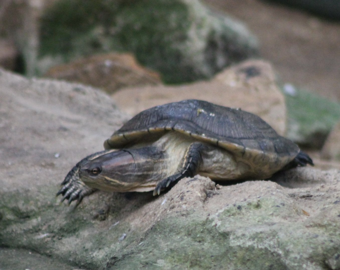 North Antellean slider