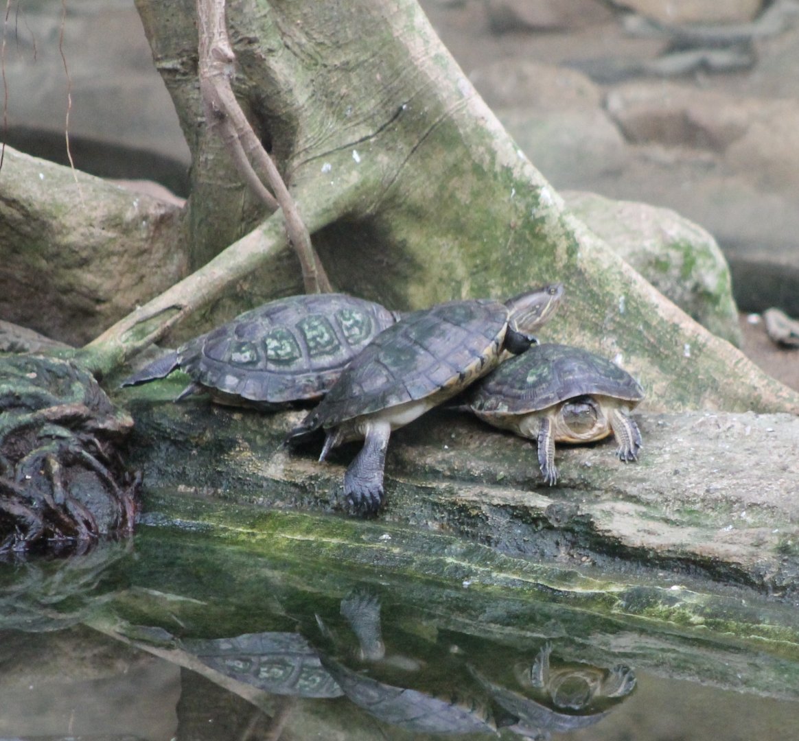 North Antellean Sliders