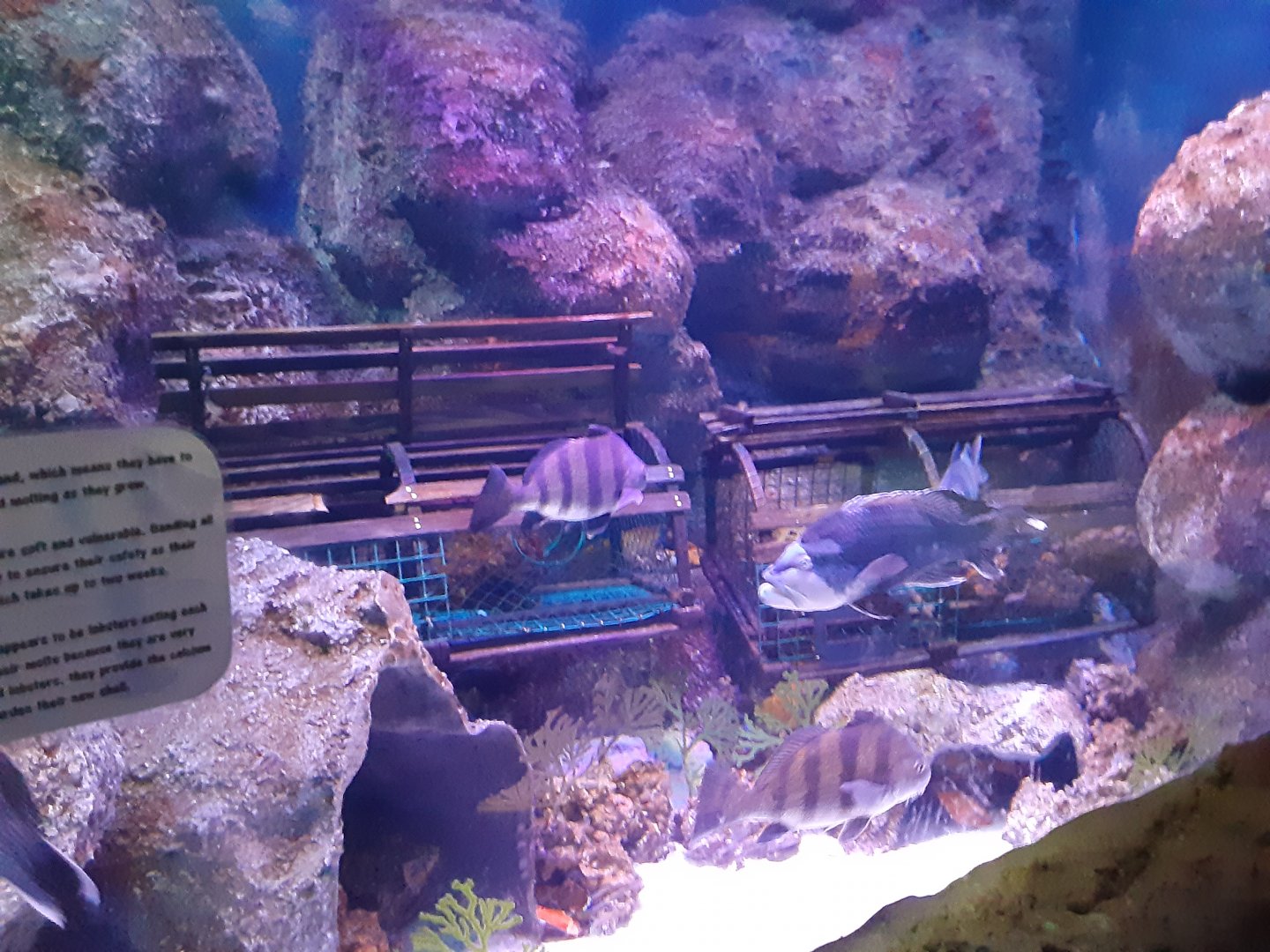 North Atlantic Coast Tank