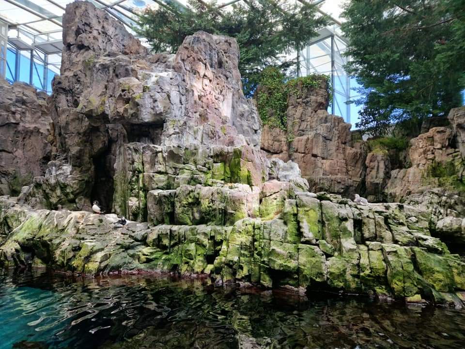 North Atlantic Cost, Razorbill/Common Murre/ Atlantic Puffin