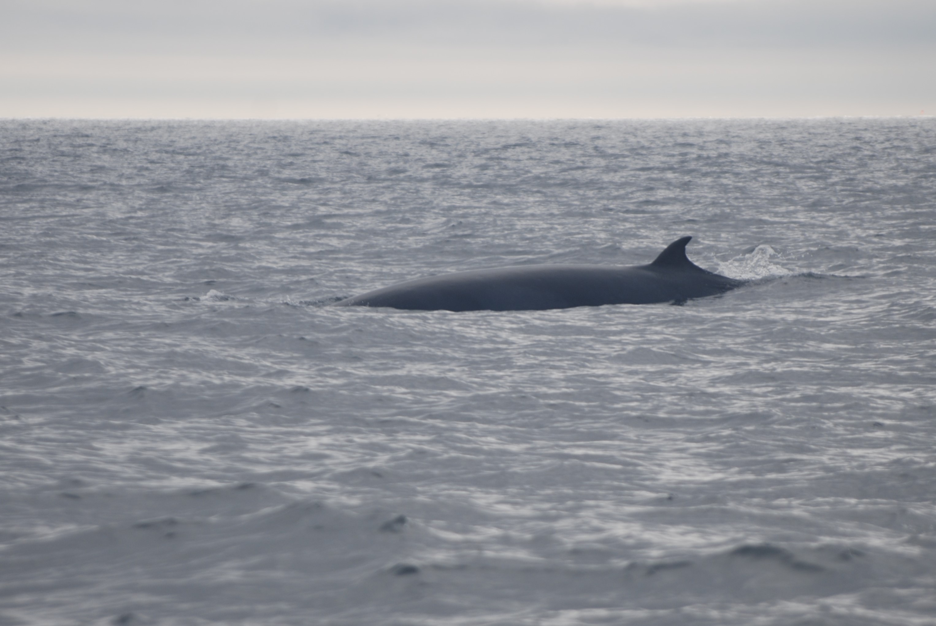 North Atlantic Minke Whale off Staithes, 15th September 2023