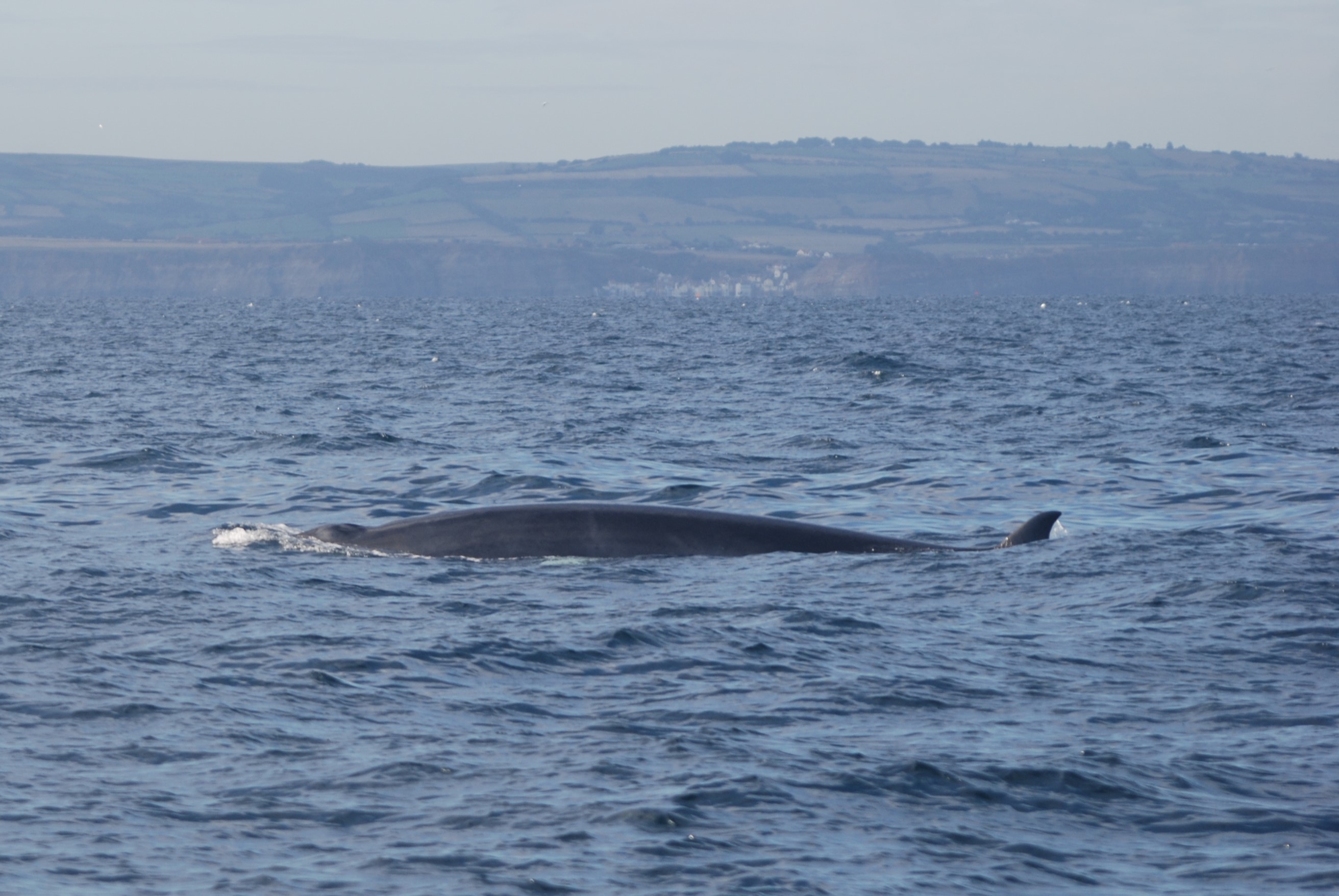 North Atlantic Minke Whale off Staithes, 26th August 2022