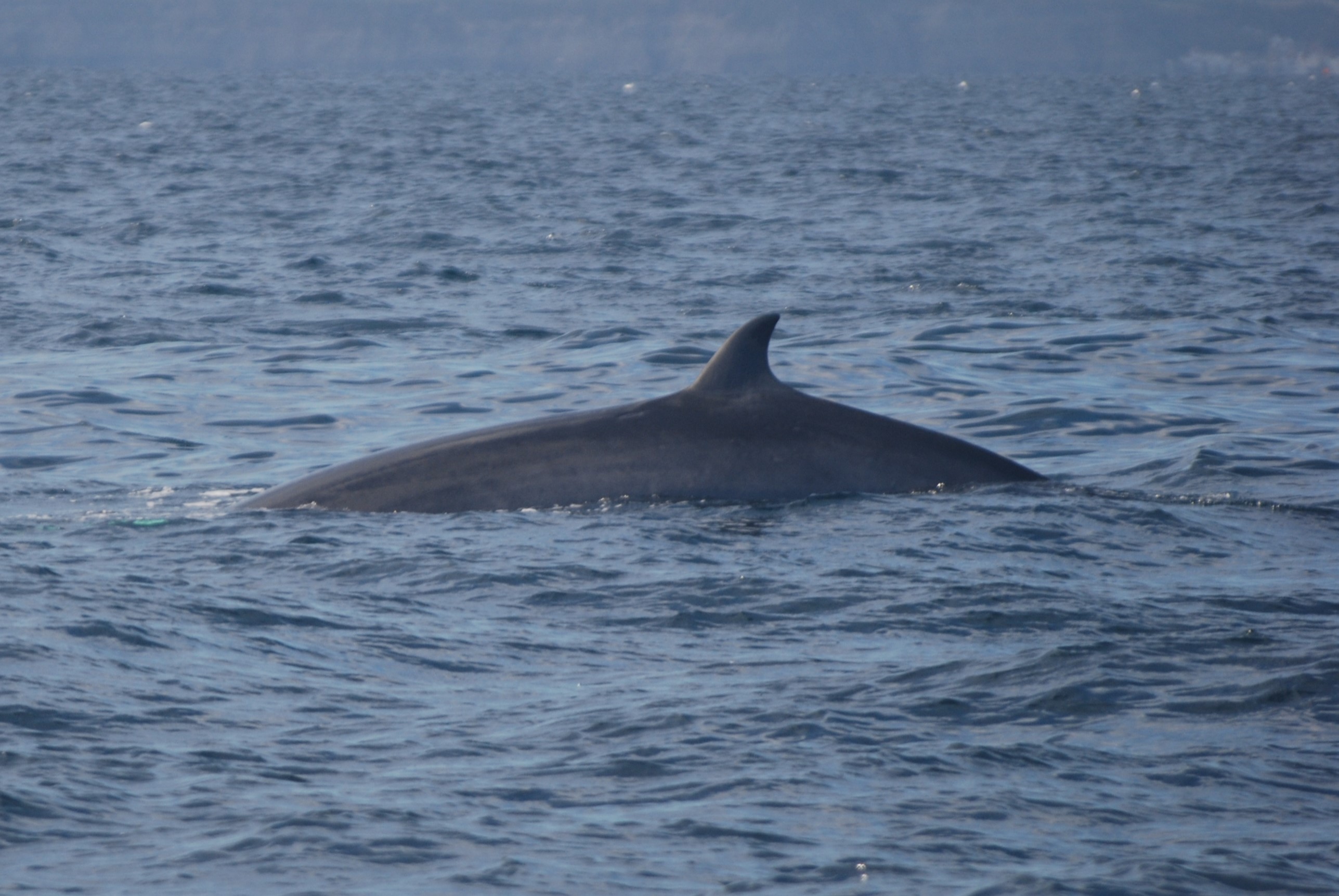 North Atlantic Minke Whale off Staithes, 26th August 2022