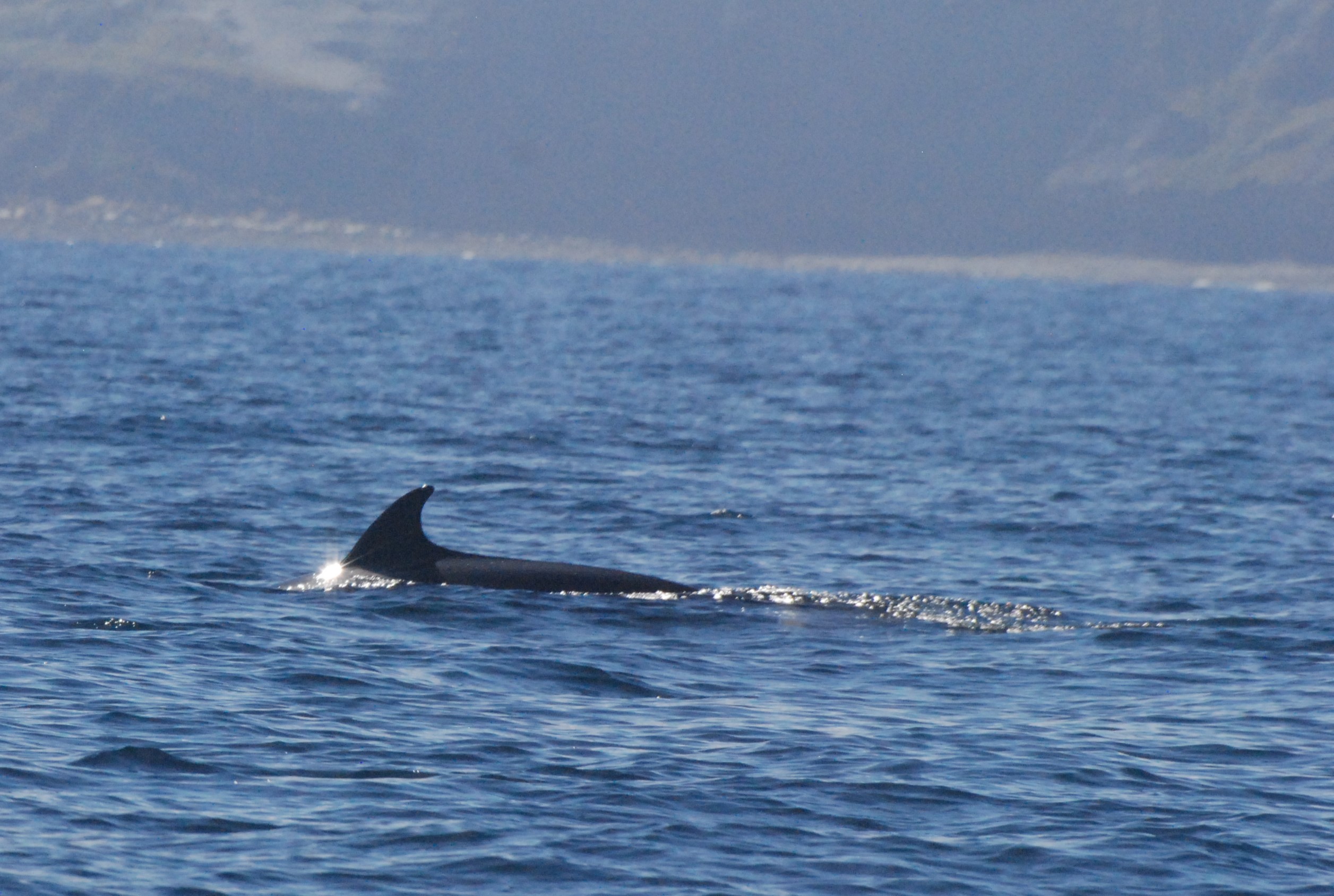 North Atlantic Minke Whale off Staithes, 26th August 2022