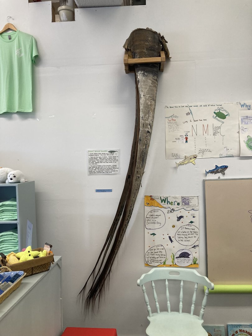 North Atlantic Right Whale baleen