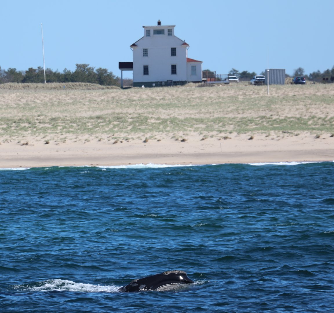 North Atlantic right whale (Eubalaena glacialis)