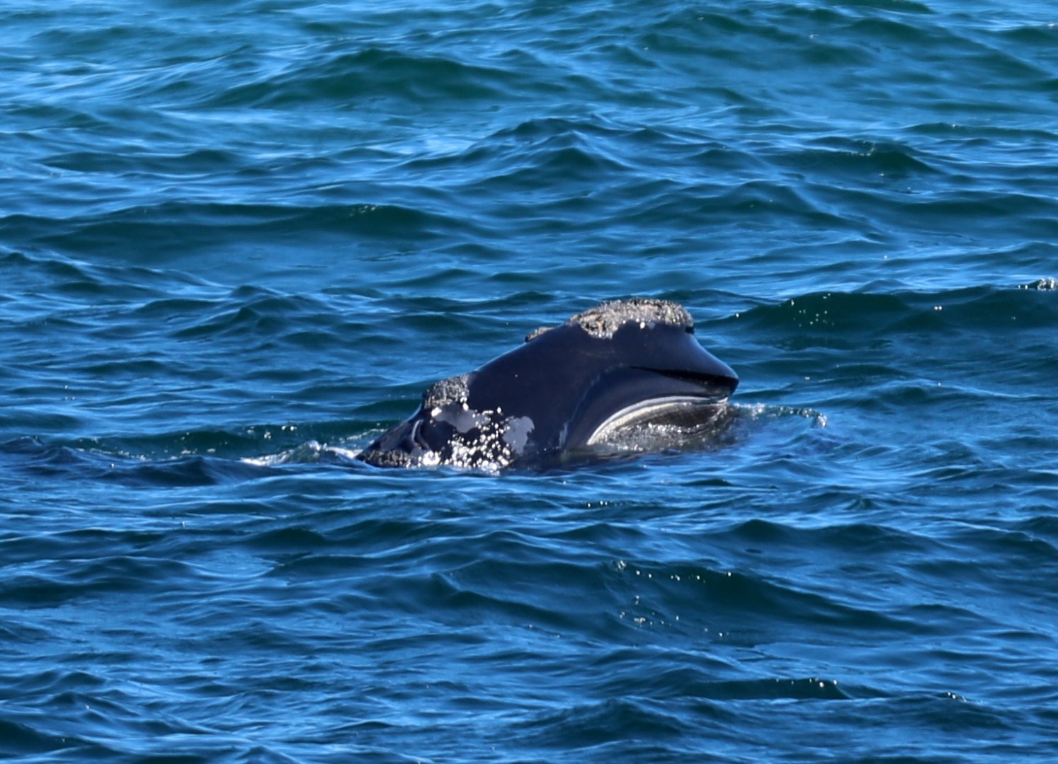 North Atlantic right whale (Eubalaena glacialis)