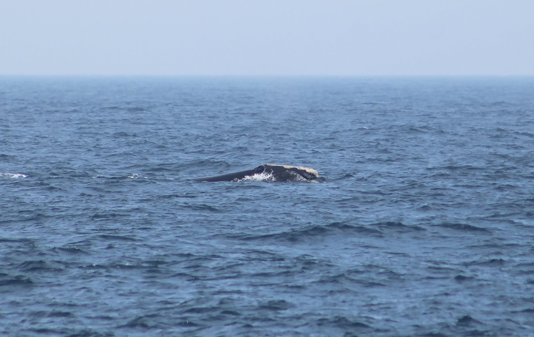 North Atlantic Right Whale (Eubalaena glacialis)