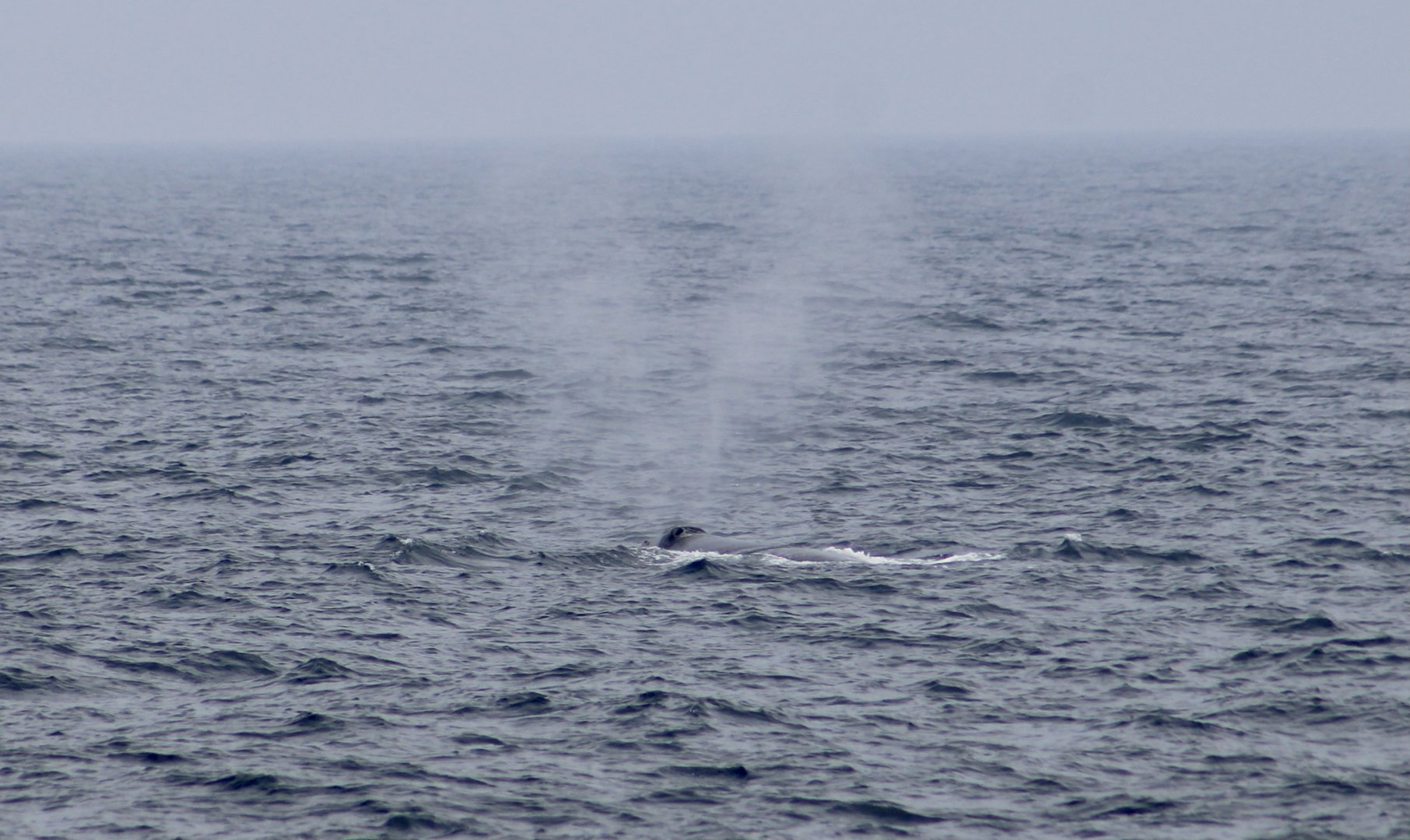 North Atlantic Right Whale (Eubalaena glacialis)