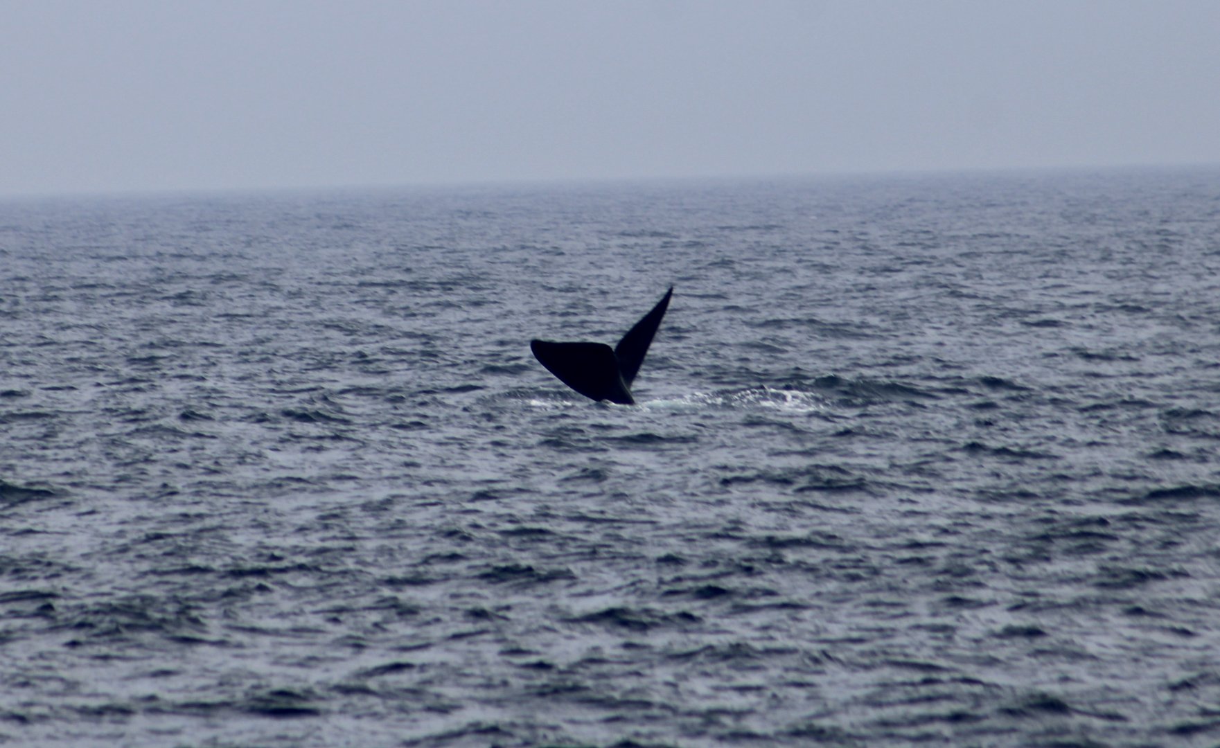 North Atlantic Right Whale (Eubalaena glacialis)