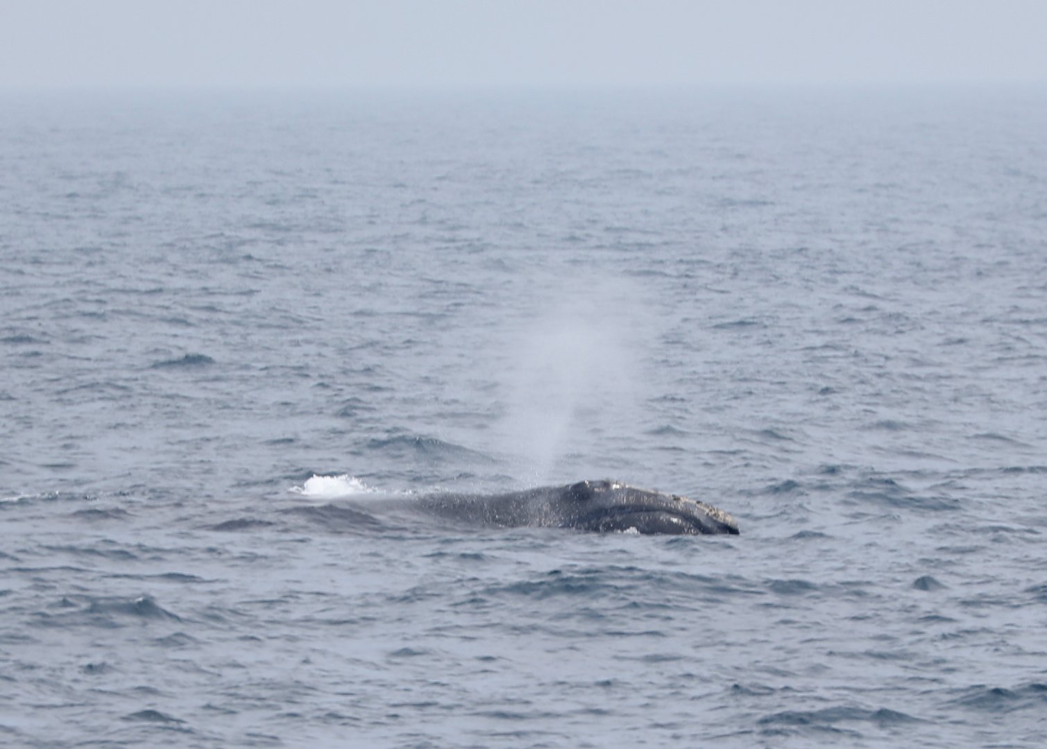 North Atlantic right whale (Eubalaena glacialis)