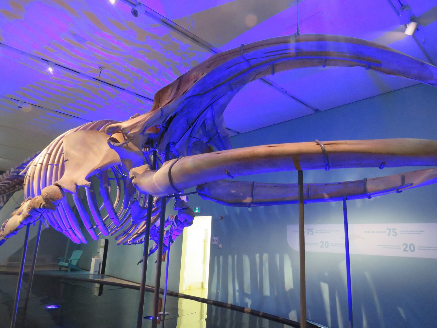 North Atlantic right whale skeleton