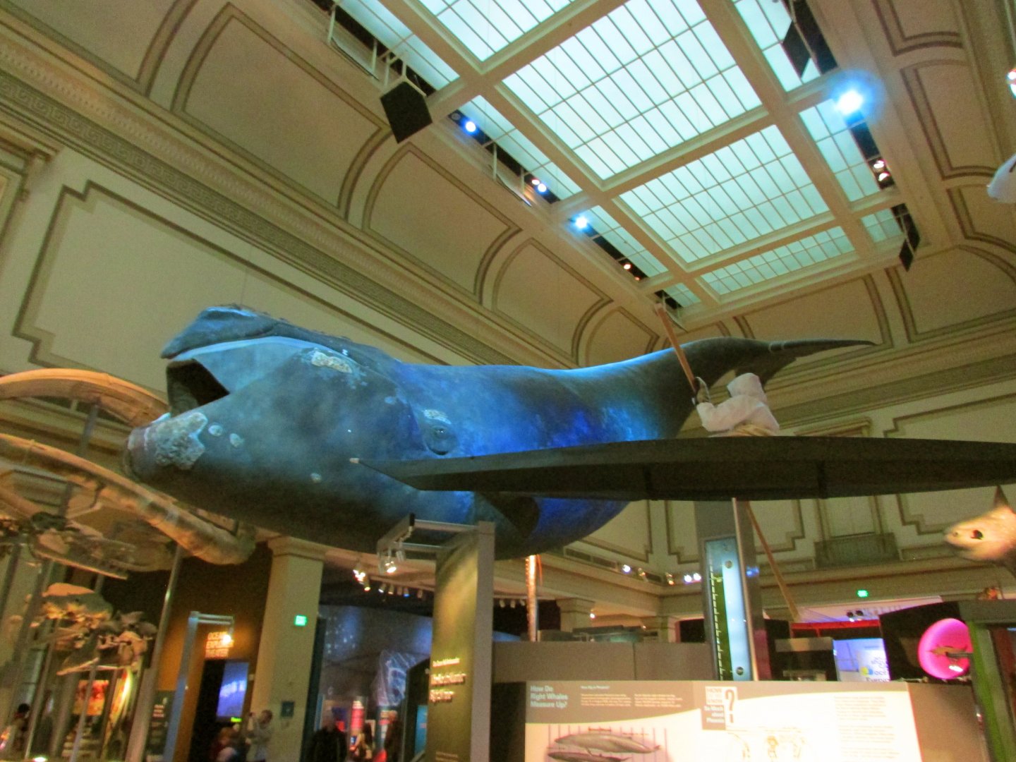 North Atlantic Right Whale