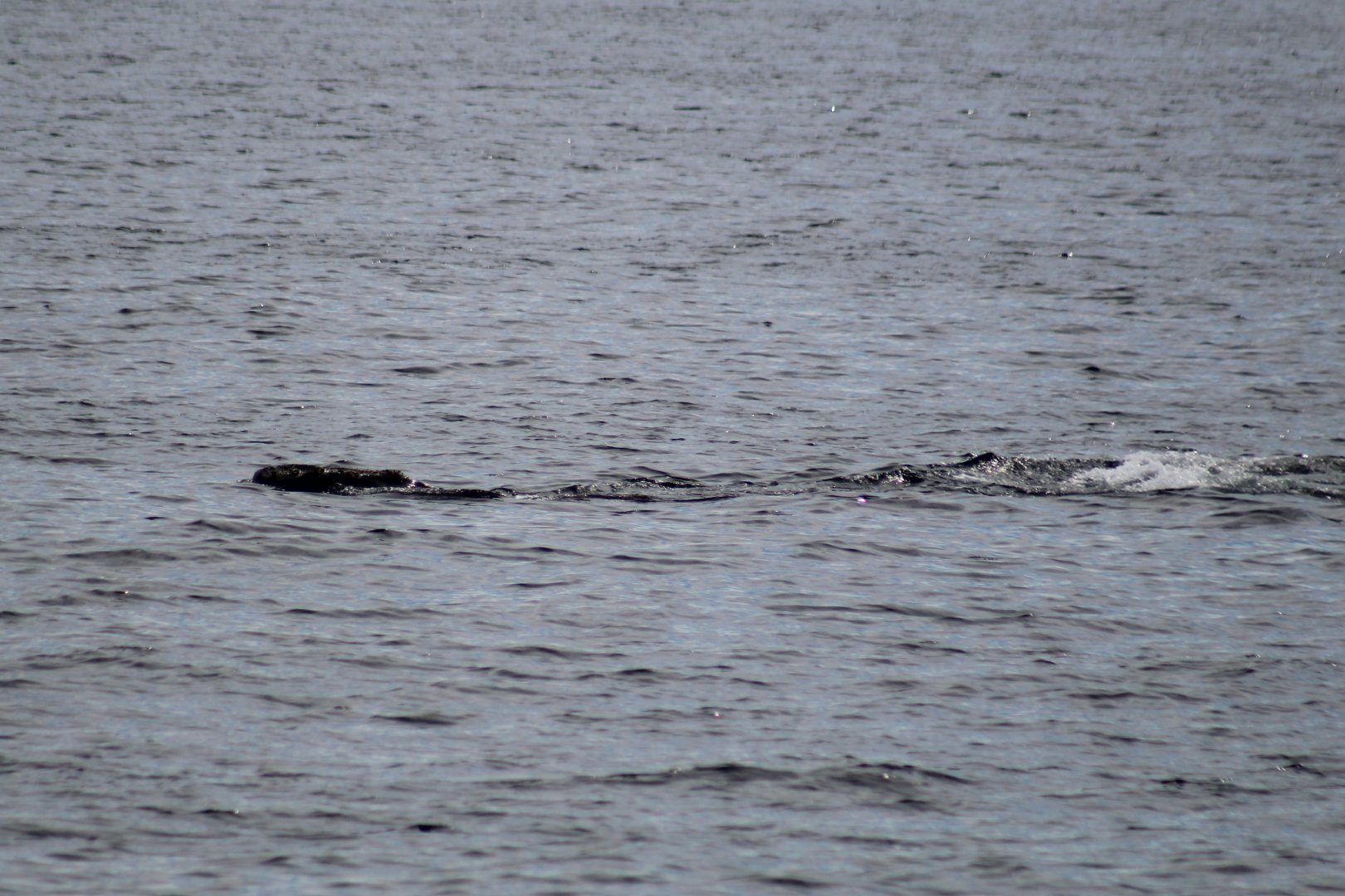 North Atlantic Right Whale