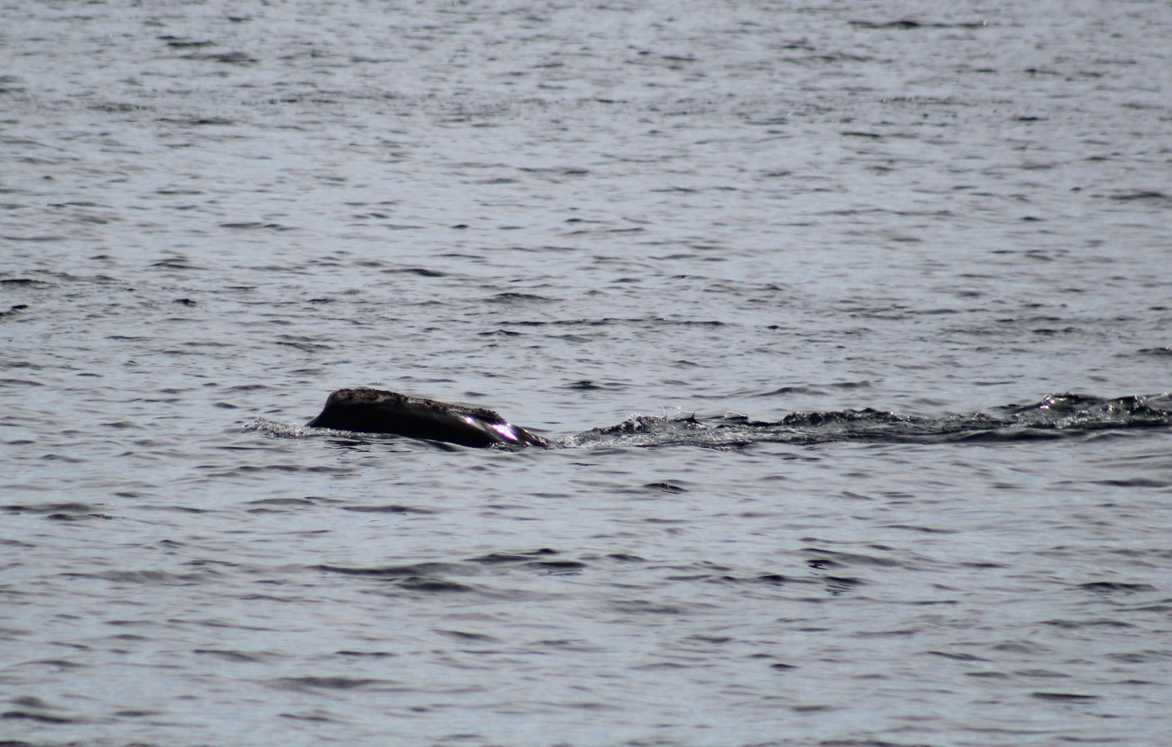 North Atlantic Right Whale