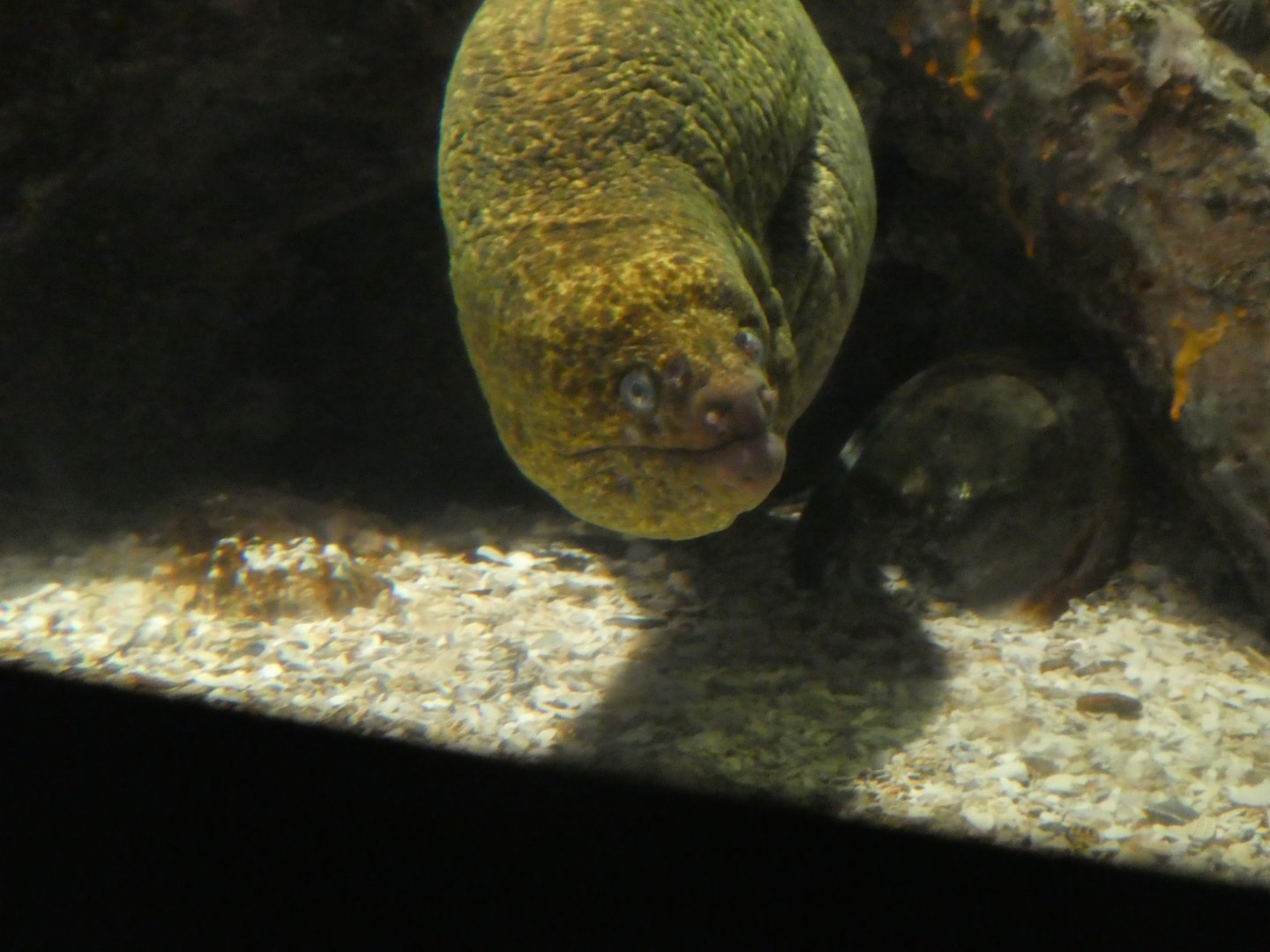 North Atlantic to Pacific - Kelp Forest - California Moray