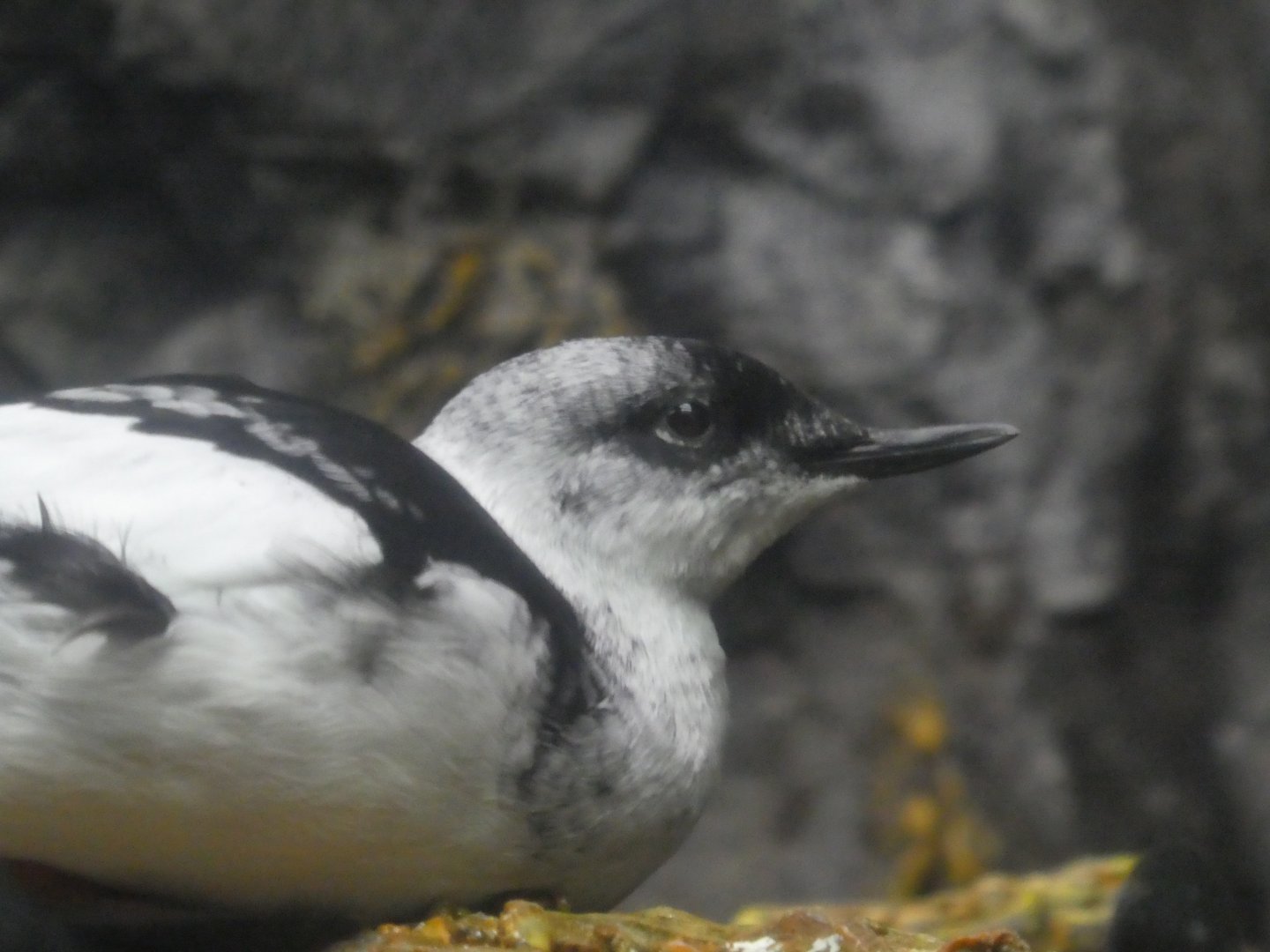 North Atlantic to Pacific - Sea Cliffs - Black Guillemot
