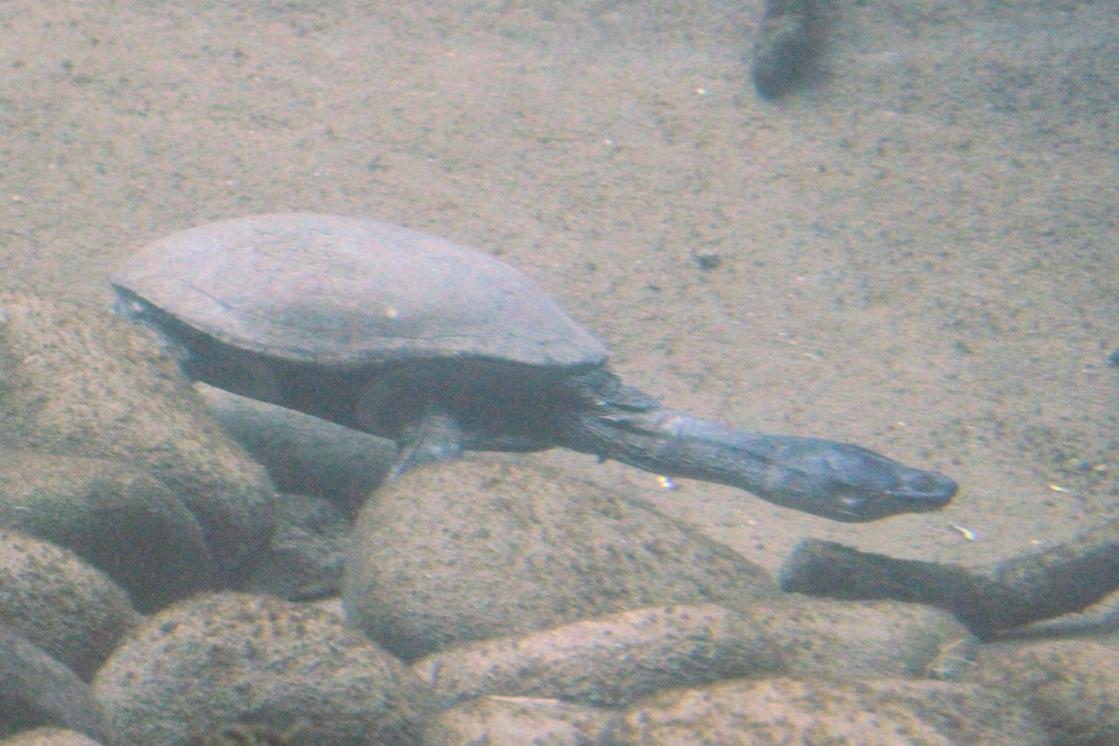 North Australian Snake-necked Turtle