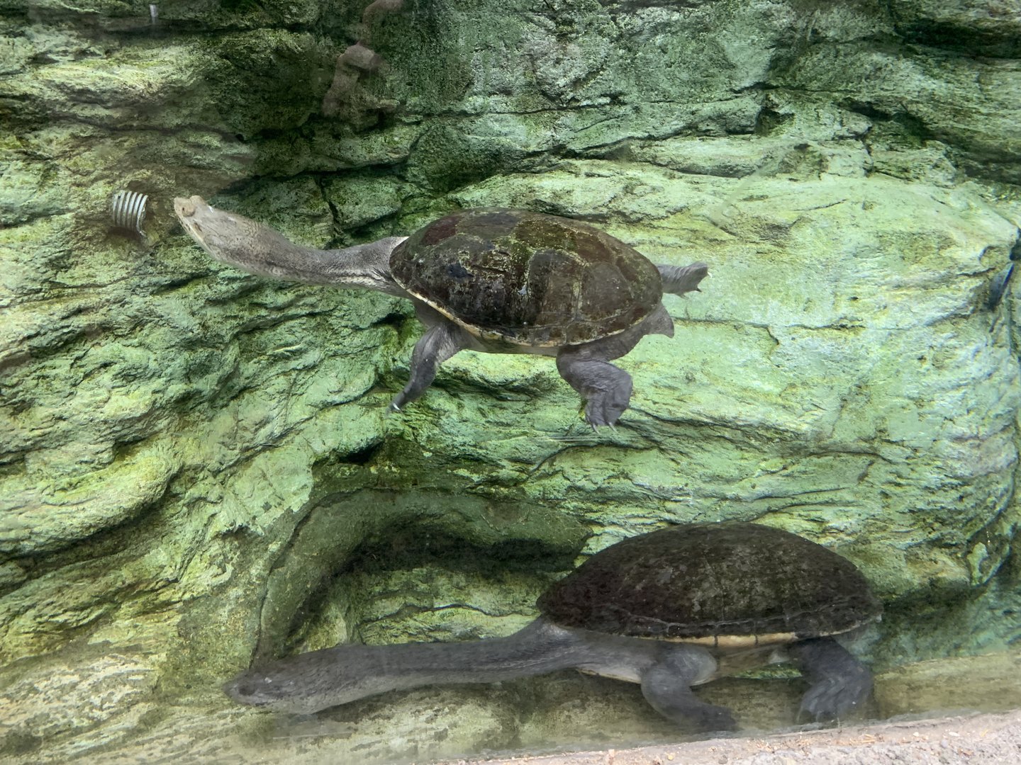 North Australian Snake-necked Turtle