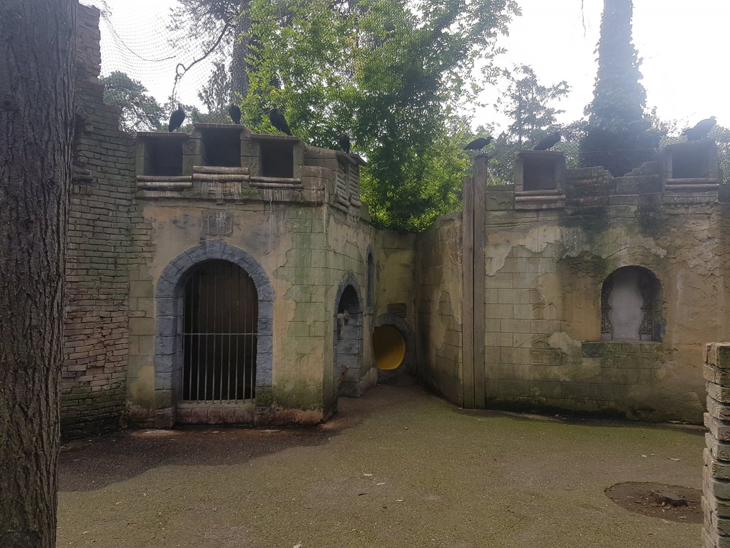 North bald ibis walk-through aviary