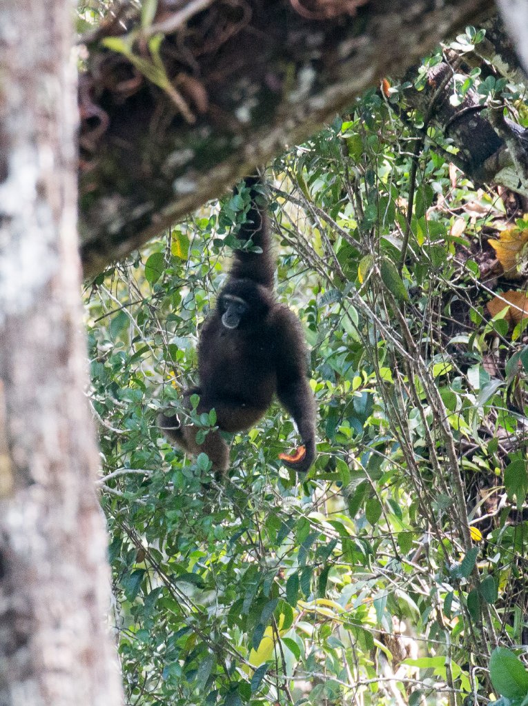 North Bornean Gibbon
