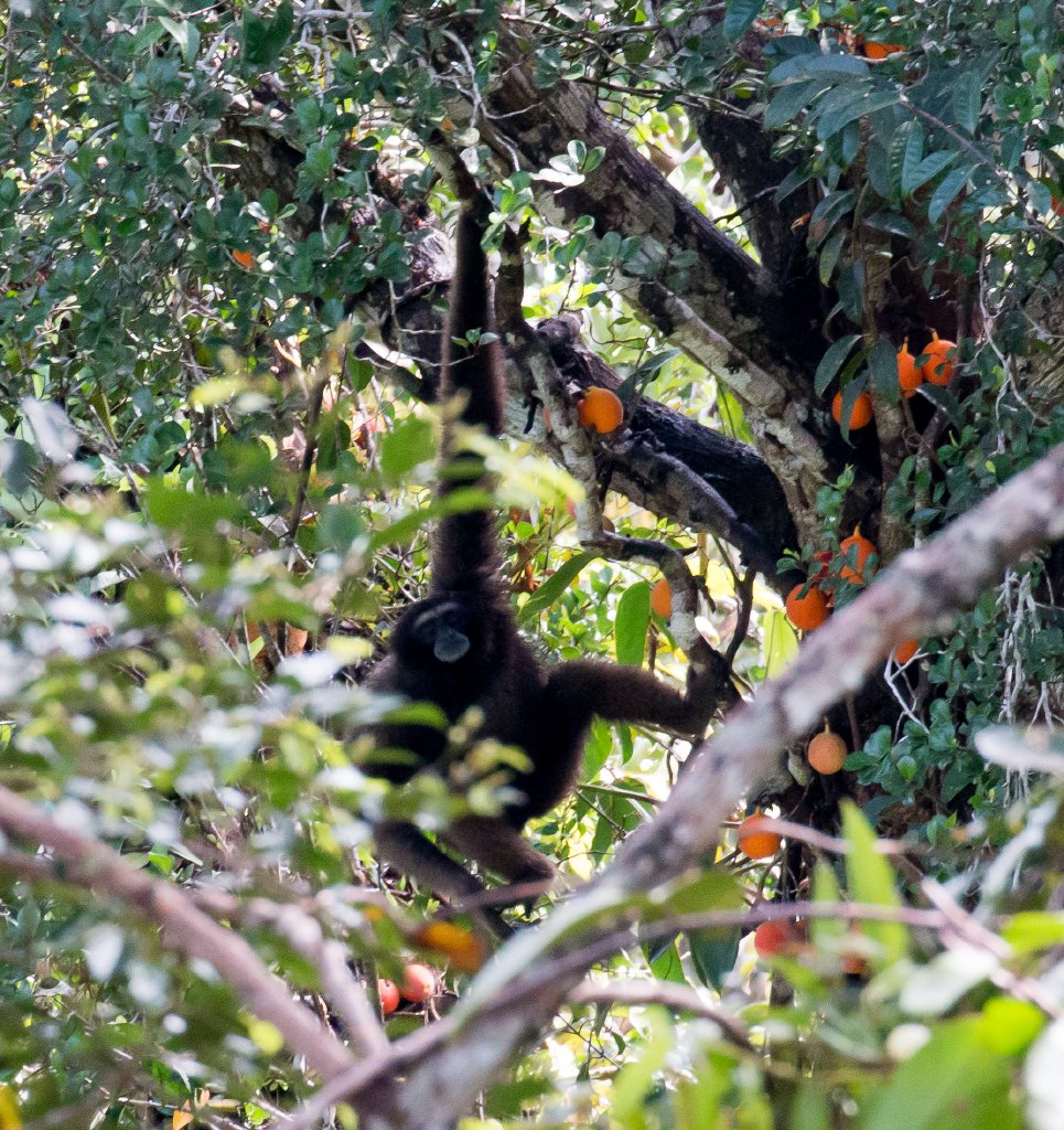 North Bornean Gibbon
