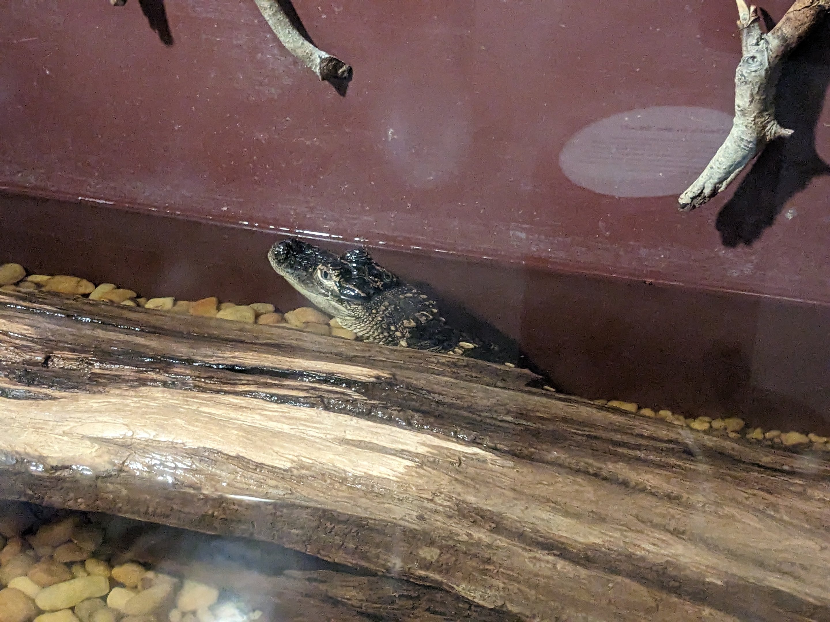 North Carolina Estuarium - American alligator