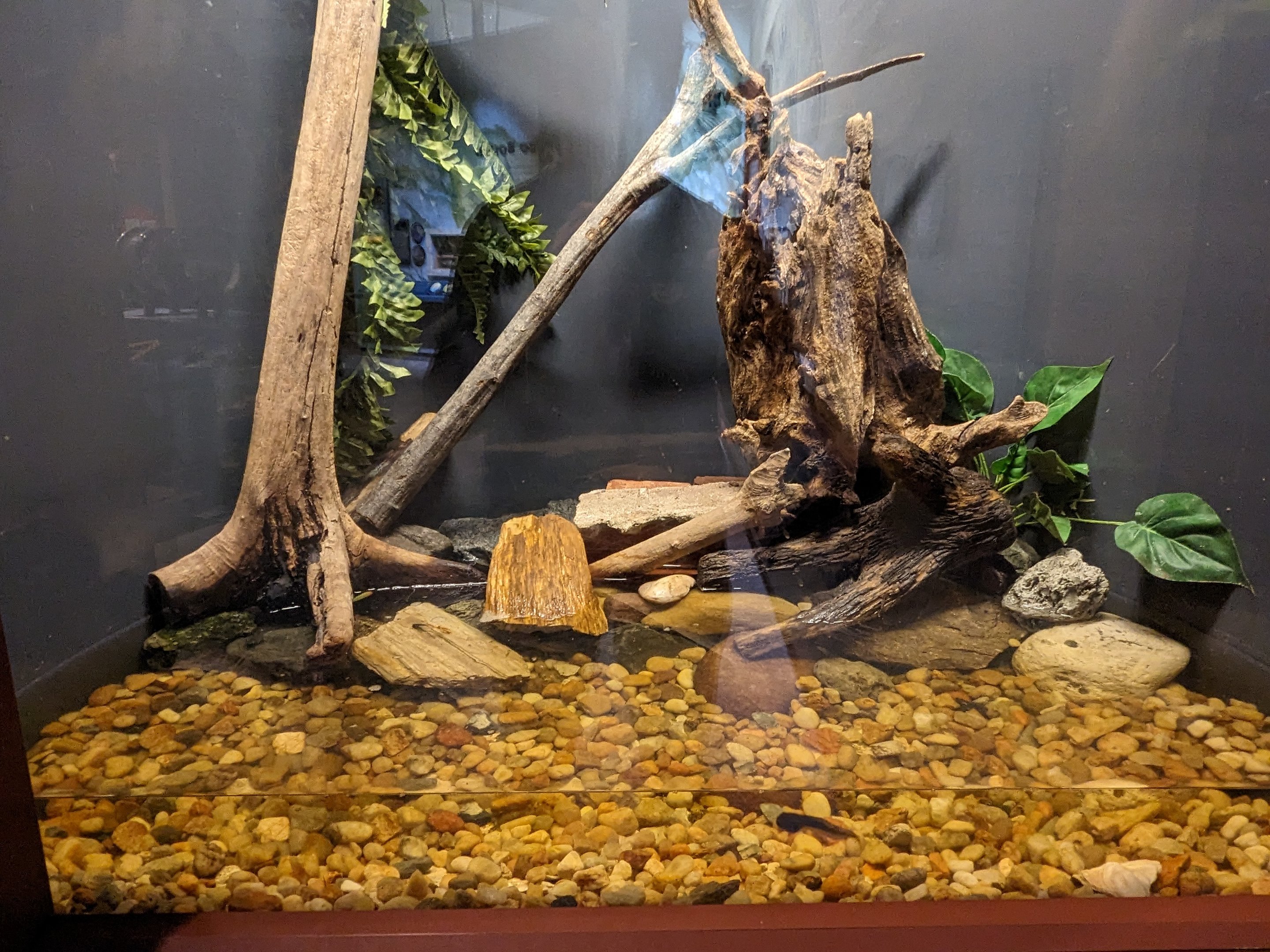 North Carolina Estuarium - Amphibian tank (frog tadpol)