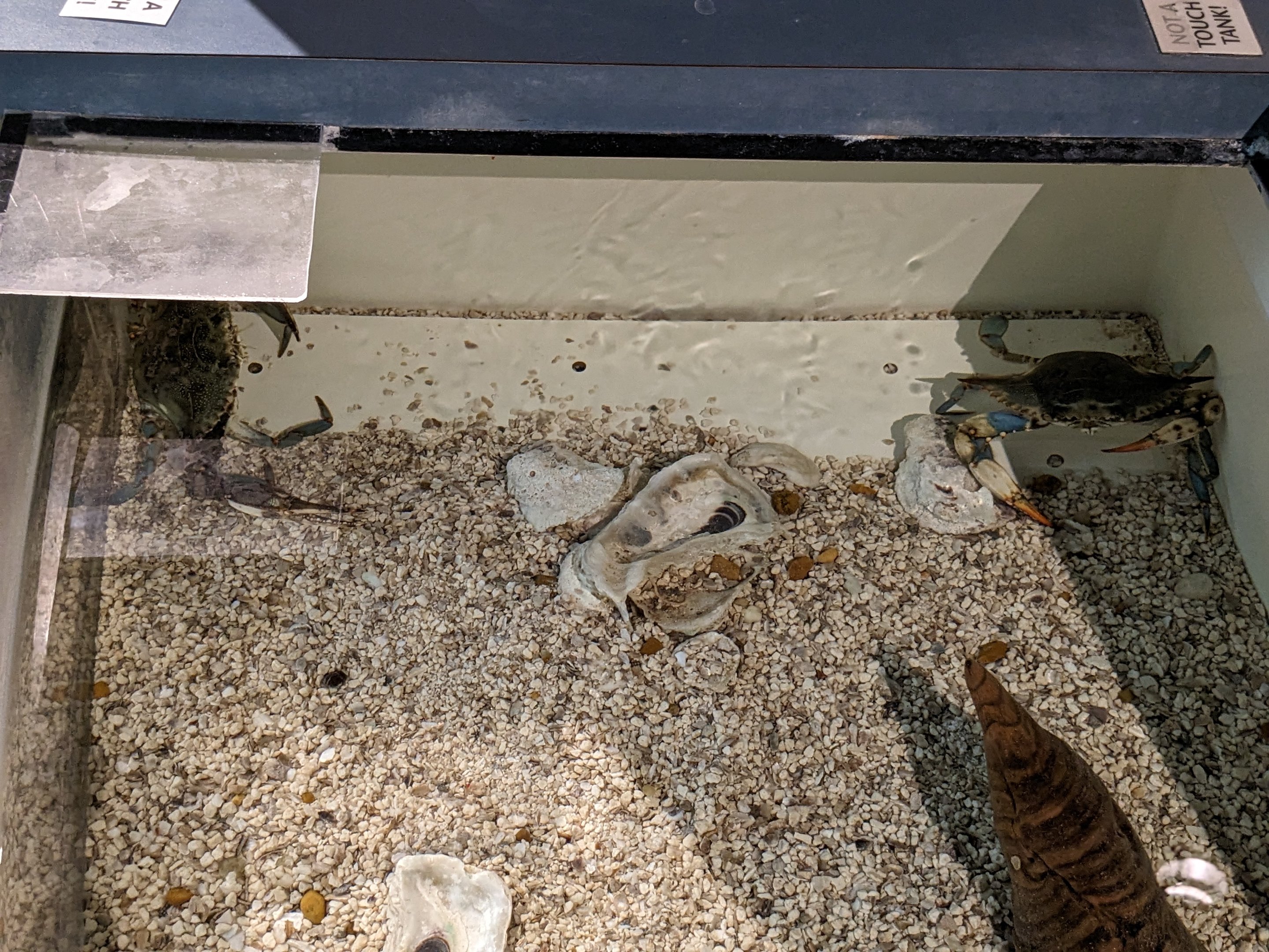 North Carolina Estuarium -blue crab tank blue crab