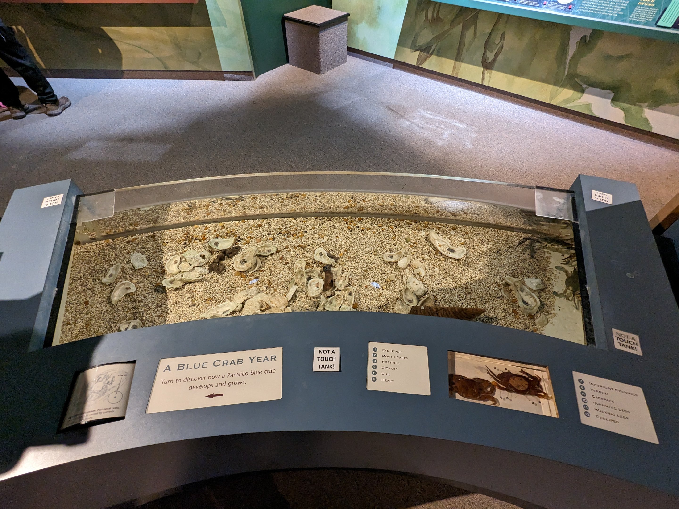 North Carolina Estuarium -blue crab tank